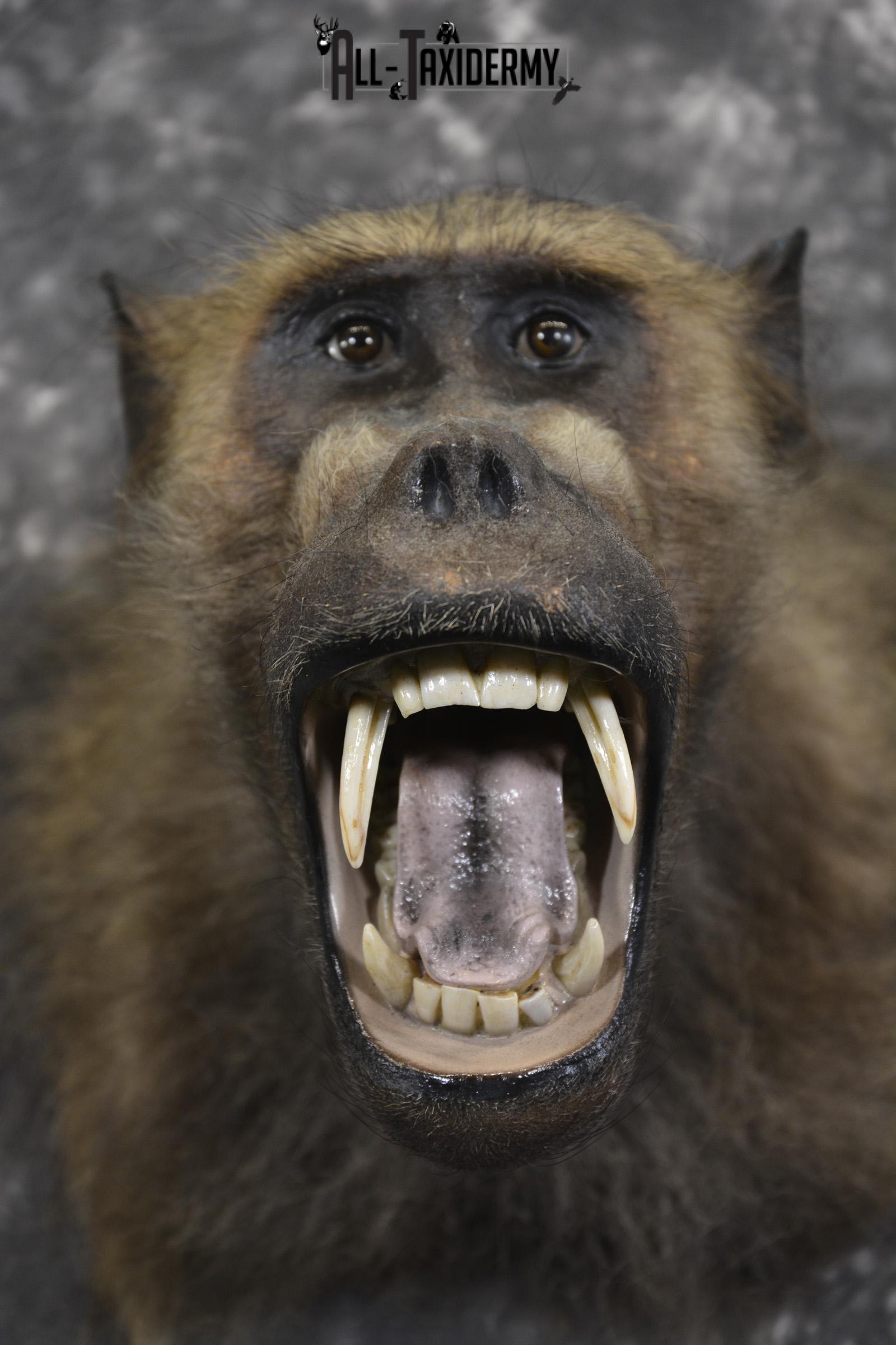 African Baboon Taxidermy Shoulder Mount SKU 2005 - Image 2