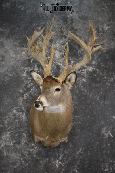 Whitetail deer shoulder taxidermy mount for sale SKU 1981