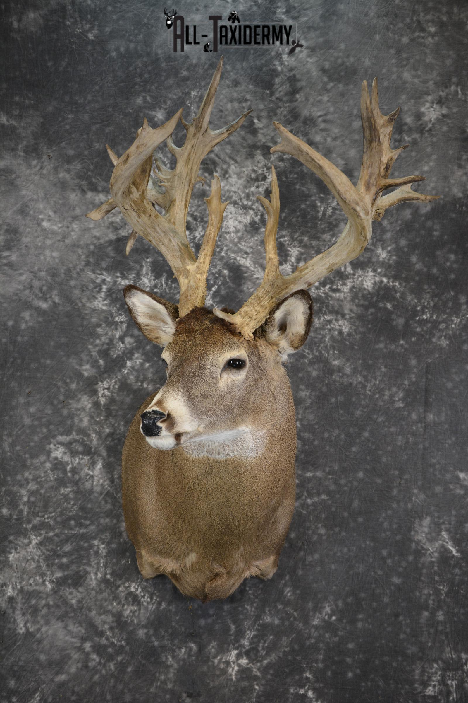 Whitetail deer shoulder taxidermy mount for sale SKU 1981