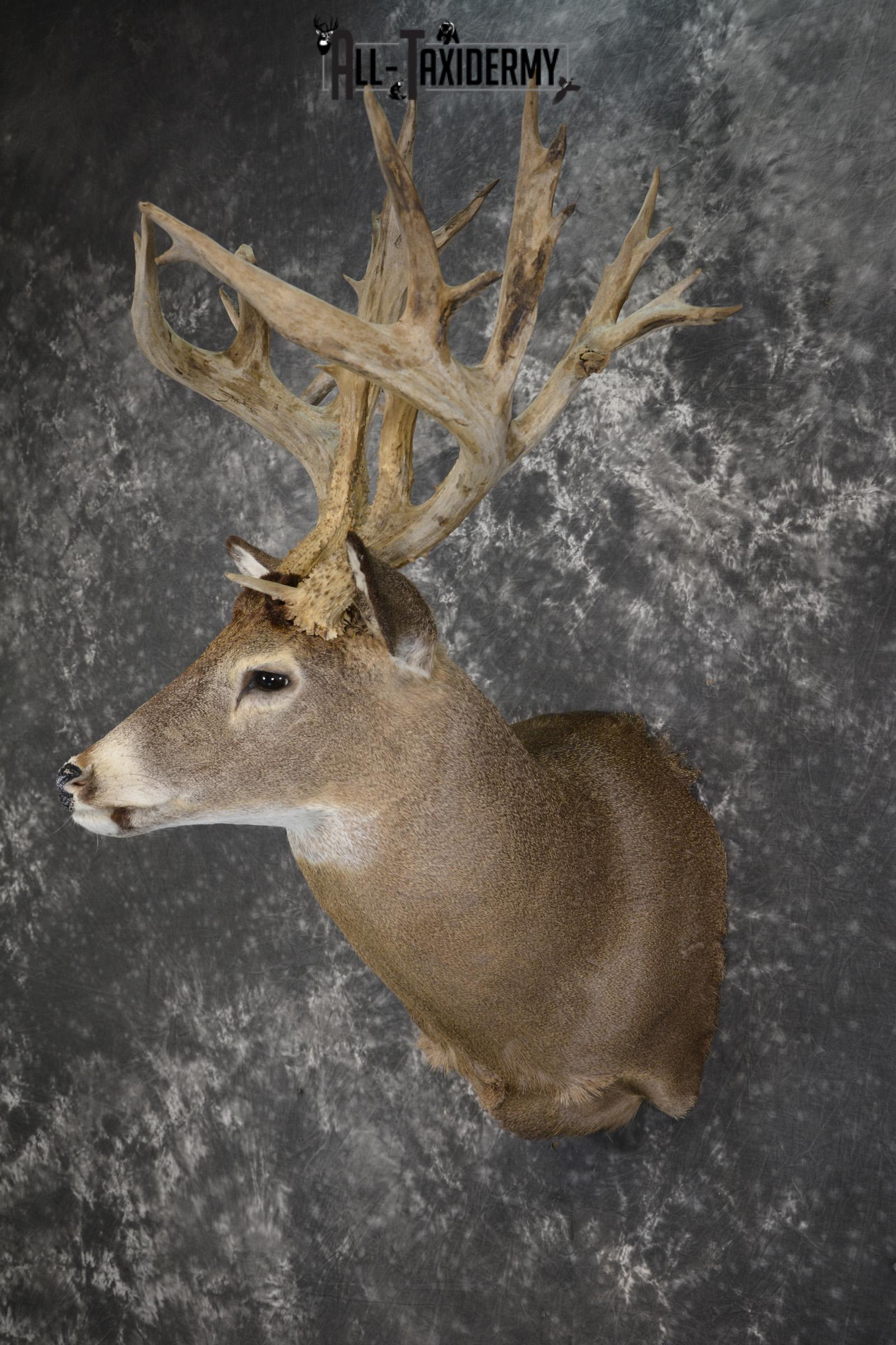 Whitetail deer shoulder taxidermy mount for sale SKU 1981 - Image 8