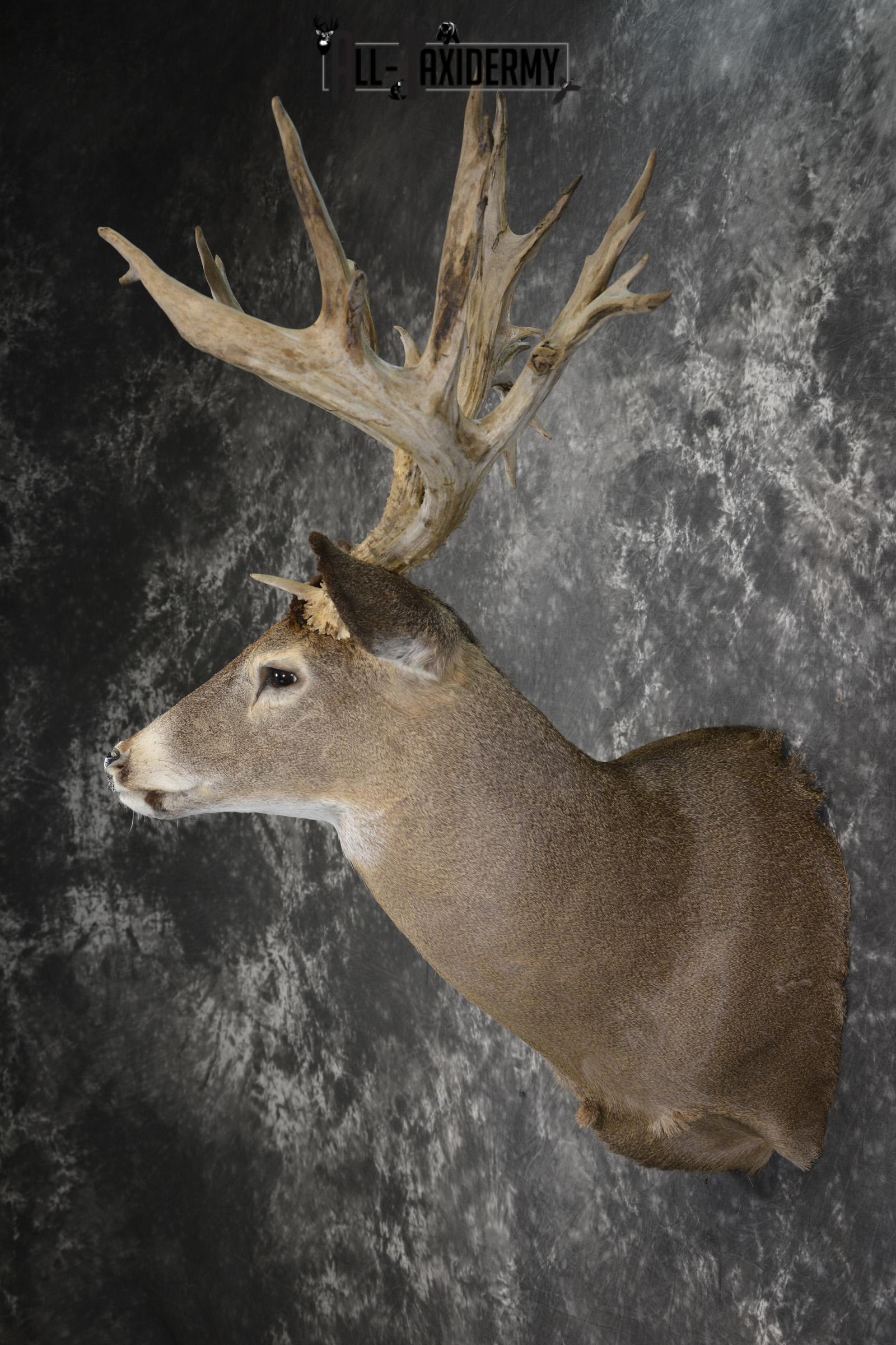Whitetail deer shoulder taxidermy mount for sale SKU 1981 - Image 7