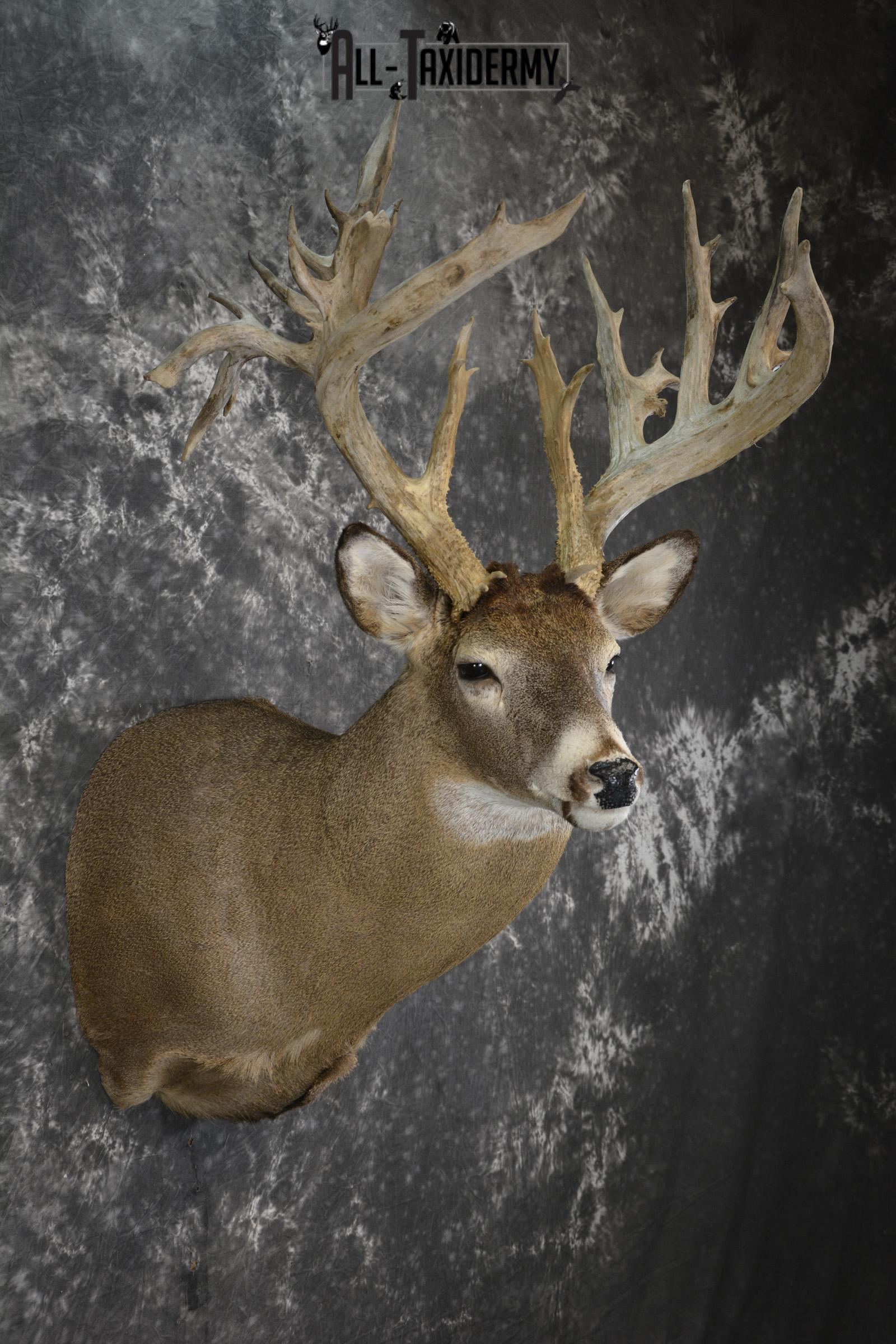 Whitetail deer shoulder taxidermy mount for sale SKU 1981 - Image 6