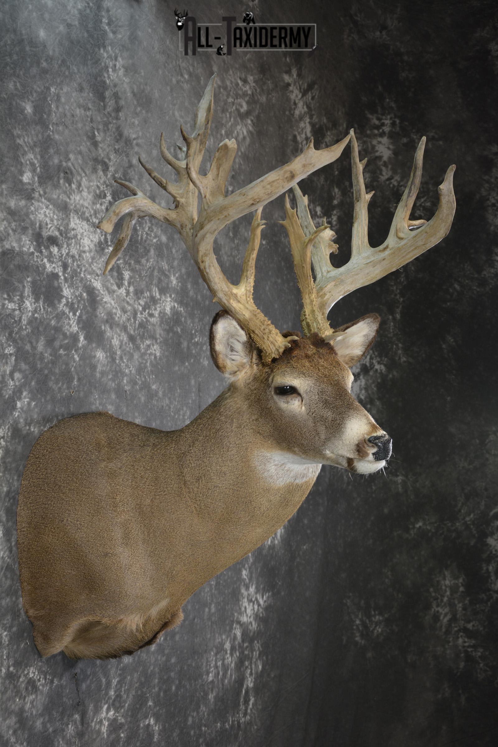 Whitetail deer shoulder taxidermy mount for sale SKU 1981 - Image 5