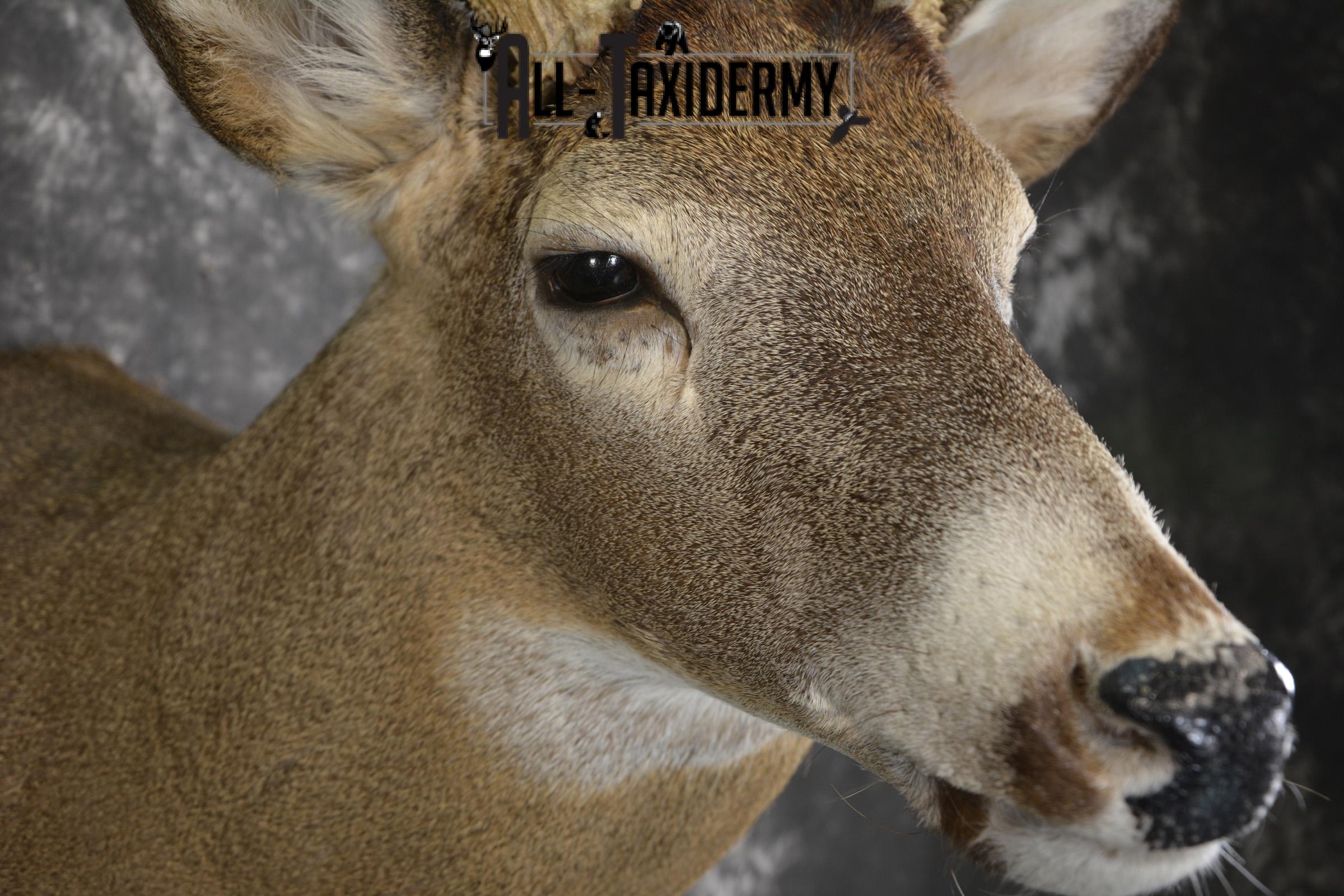 Whitetail deer shoulder taxidermy mount for sale SKU 1981 - Image 4