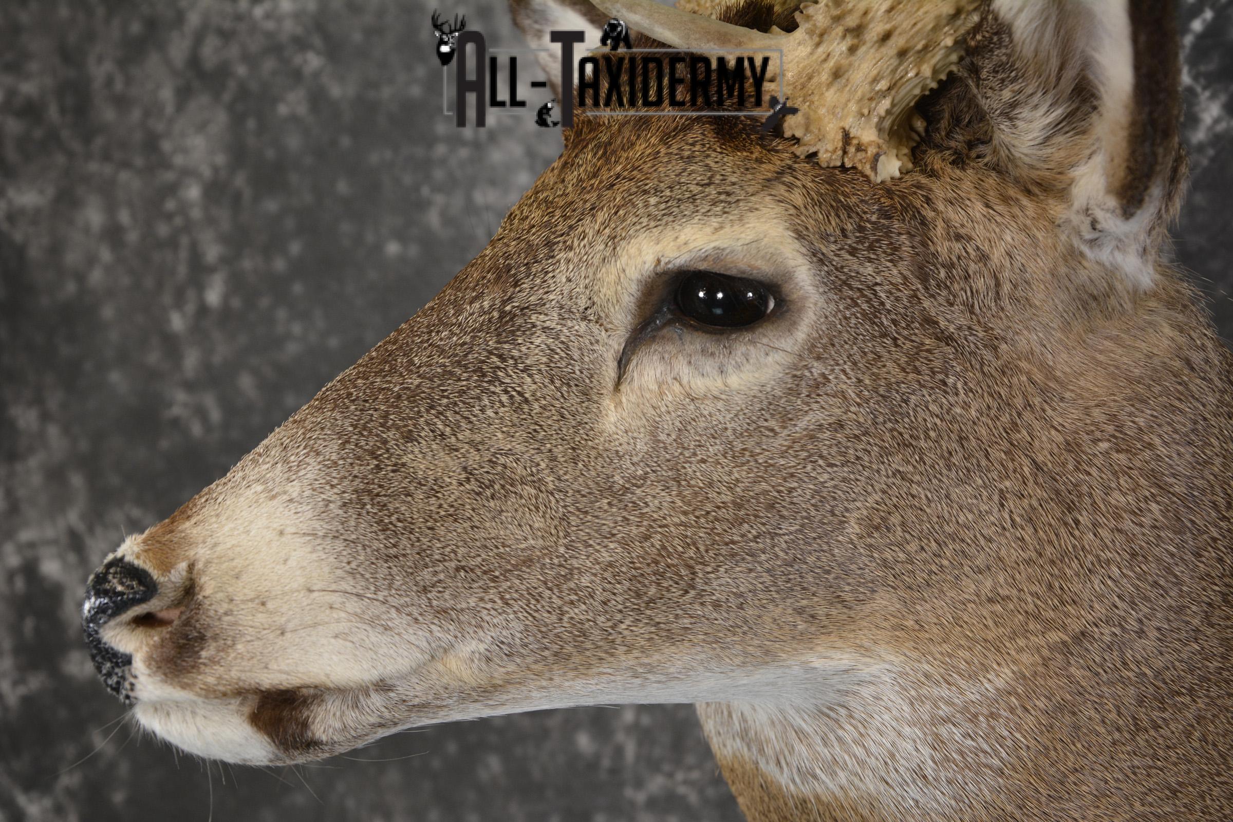 Whitetail deer shoulder taxidermy mount for sale SKU 1981 - Image 3