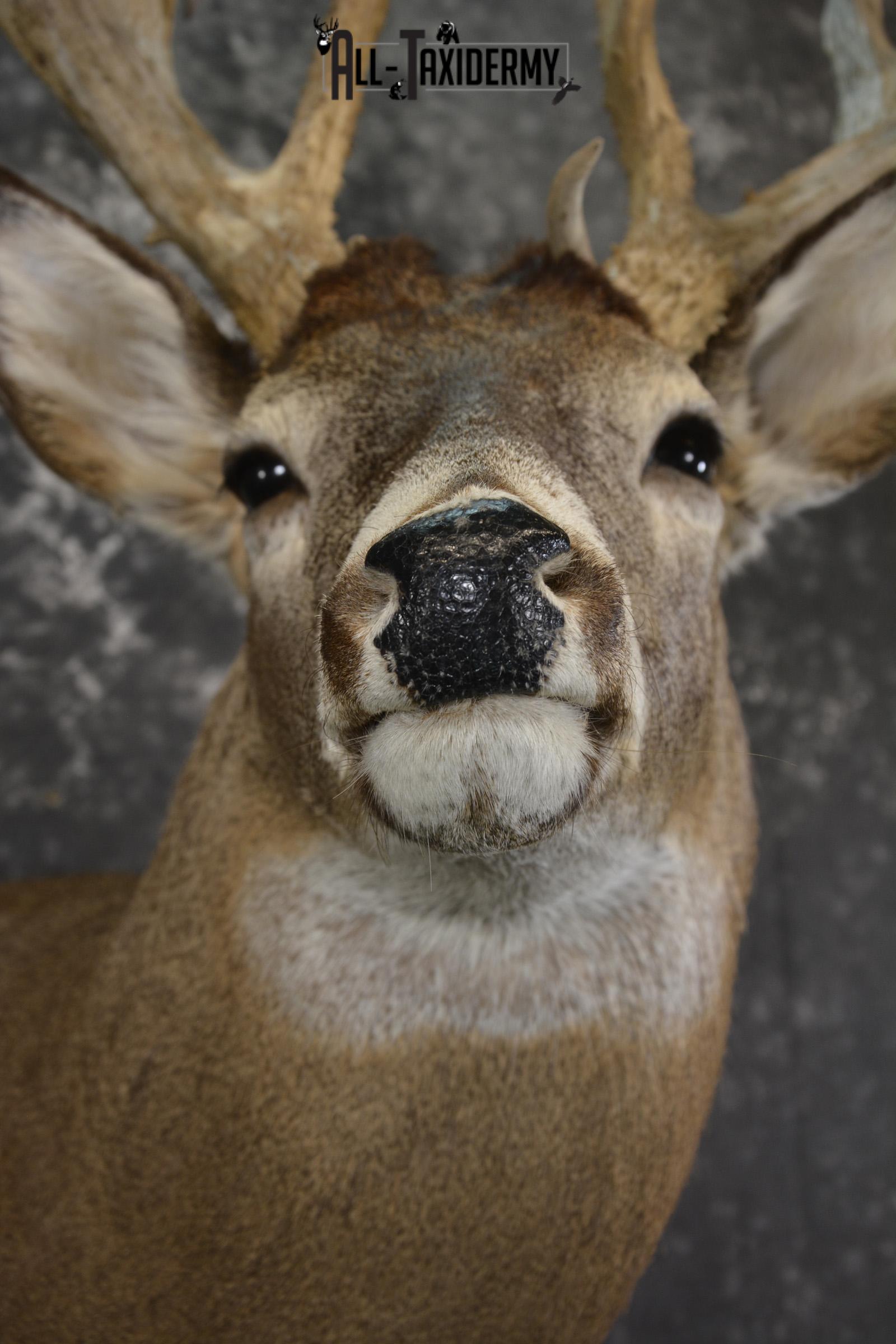 Whitetail deer shoulder taxidermy mount for sale SKU 1981 - Image 2
