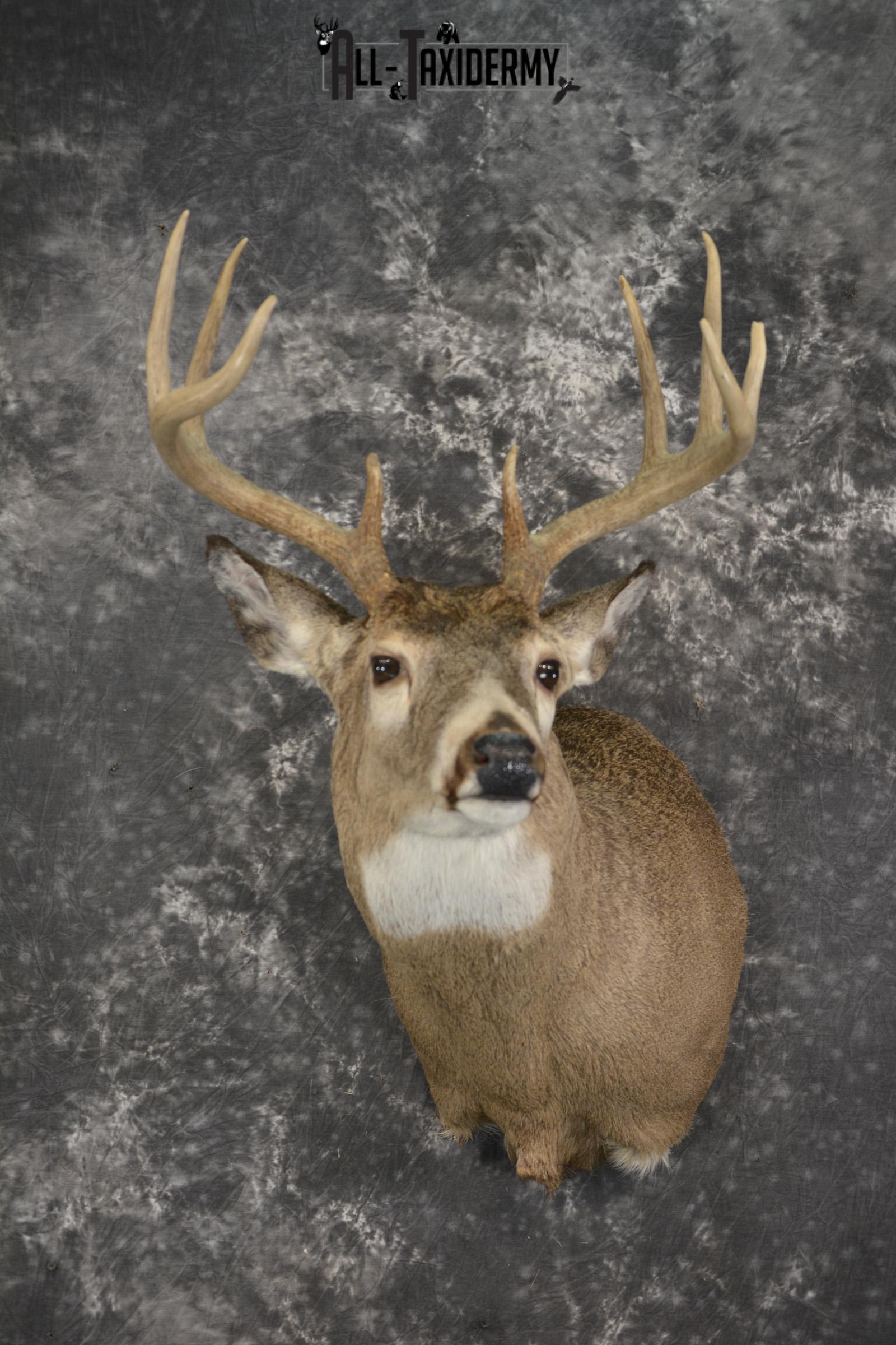 Whitetail deer taxidermy shoulder mount for sale SKU 1941