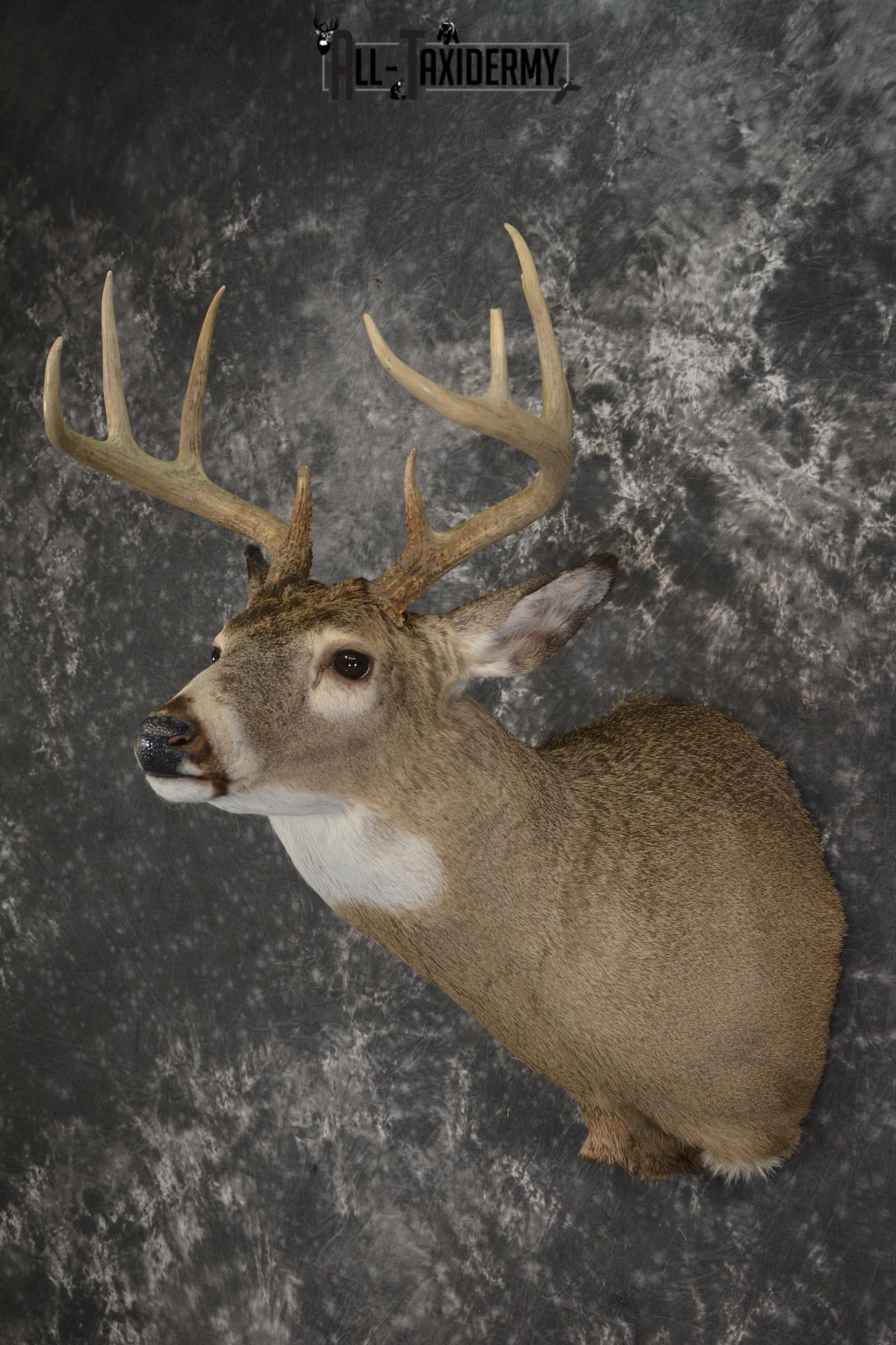 Whitetail deer taxidermy shoulder mount for sale SKU 1941 - Image 8