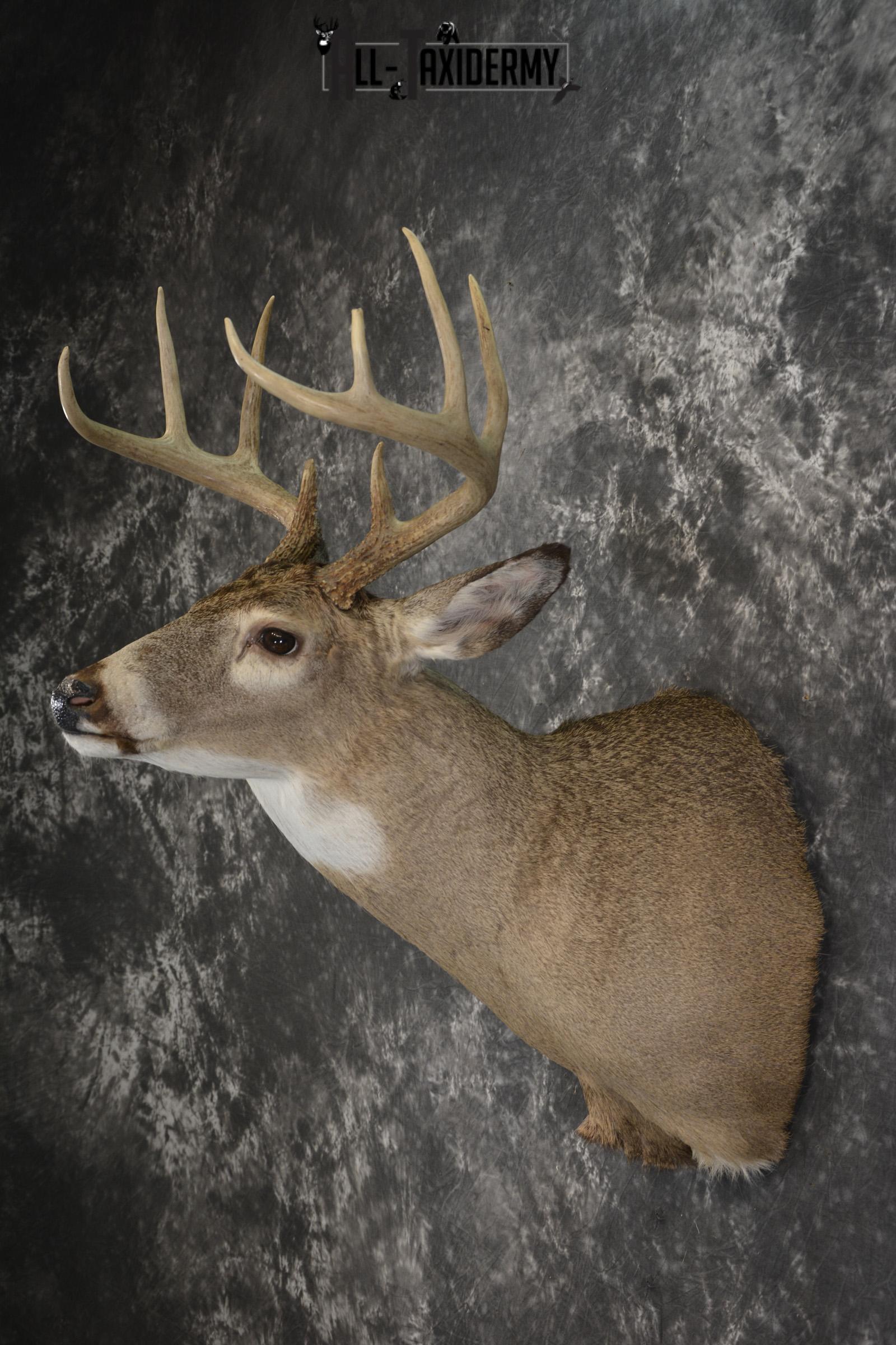 Whitetail deer taxidermy shoulder mount for sale SKU 1941 - Image 7