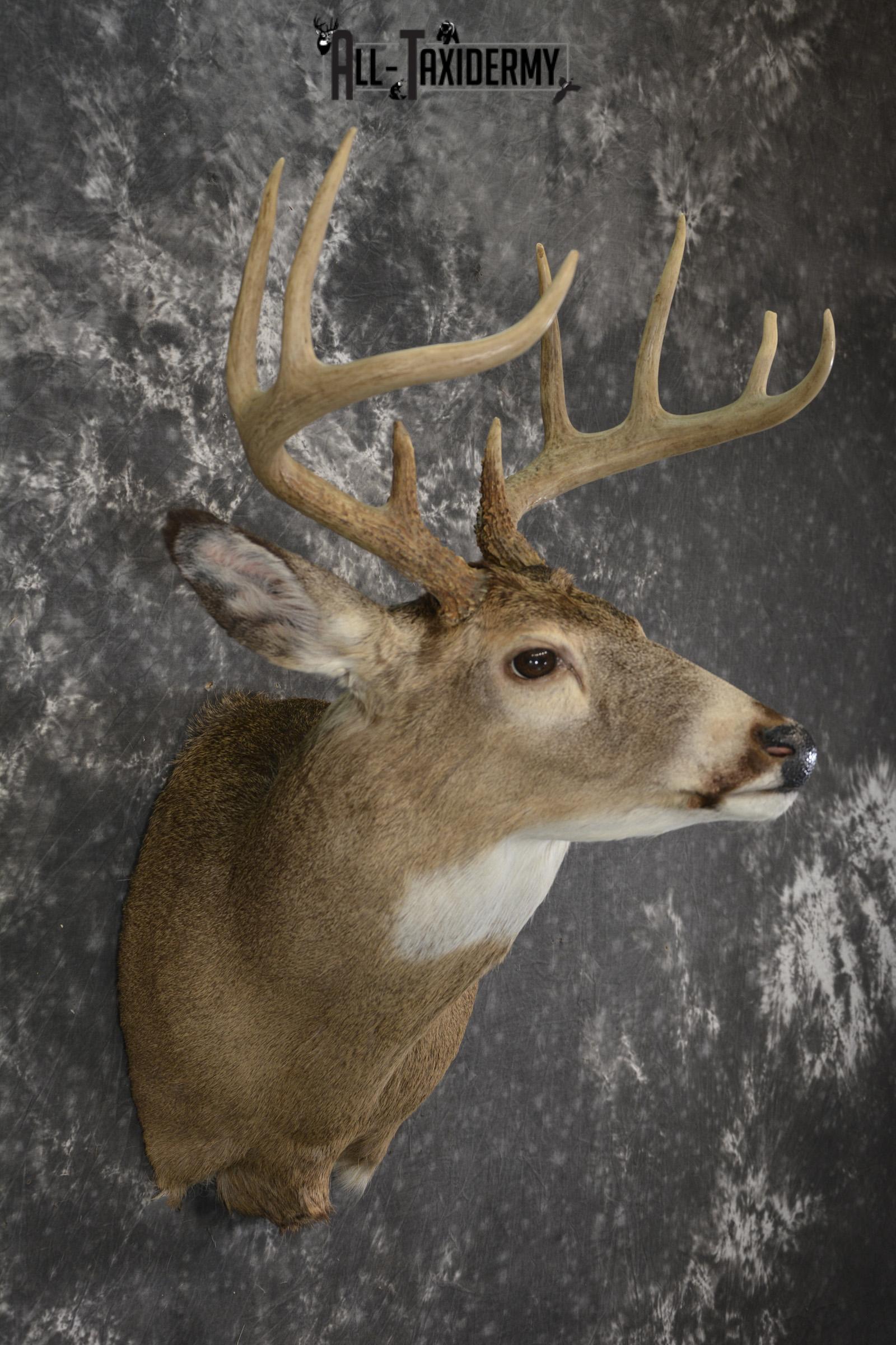 Whitetail deer taxidermy shoulder mount for sale SKU 1941 - Image 6