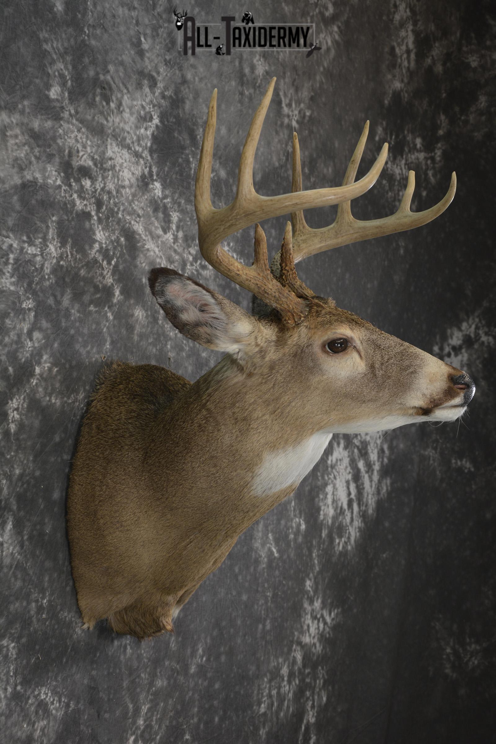 Whitetail deer taxidermy shoulder mount for sale SKU 1941 - Image 5