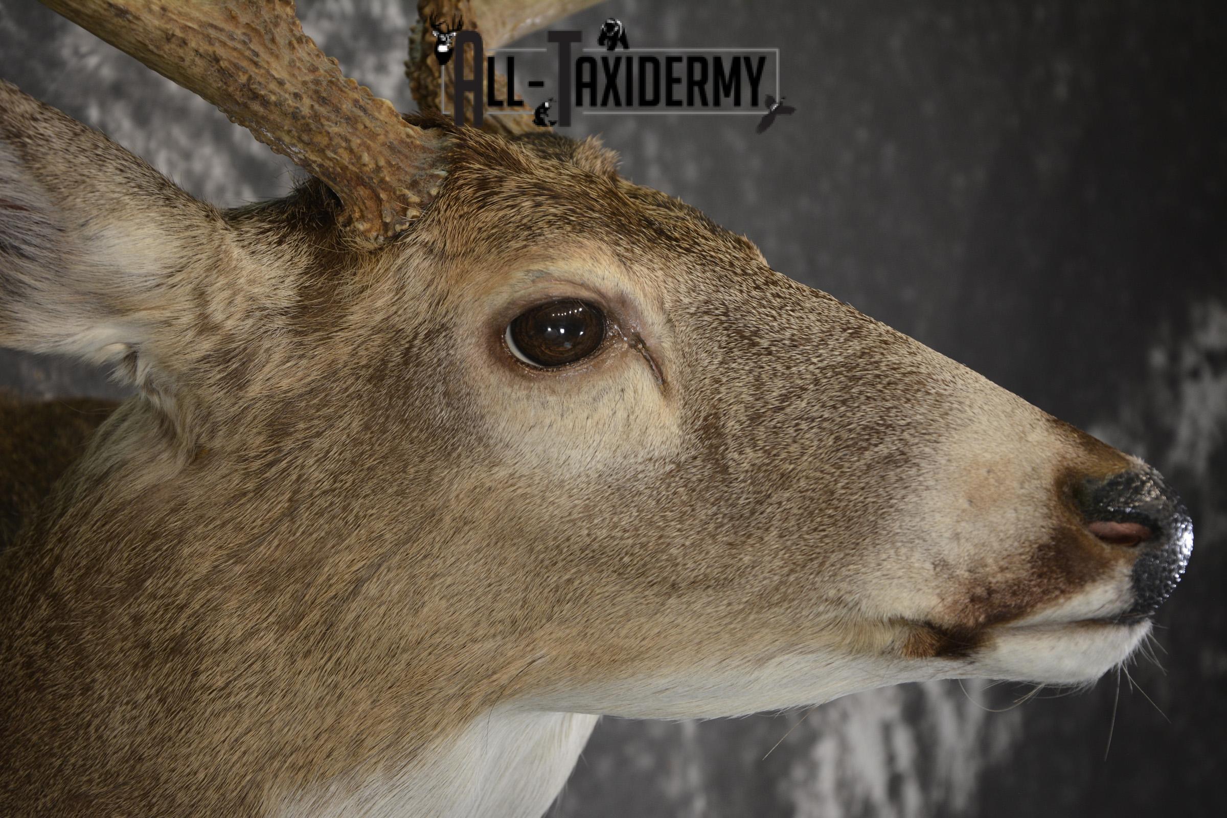Whitetail deer taxidermy shoulder mount for sale SKU 1941 - Image 4