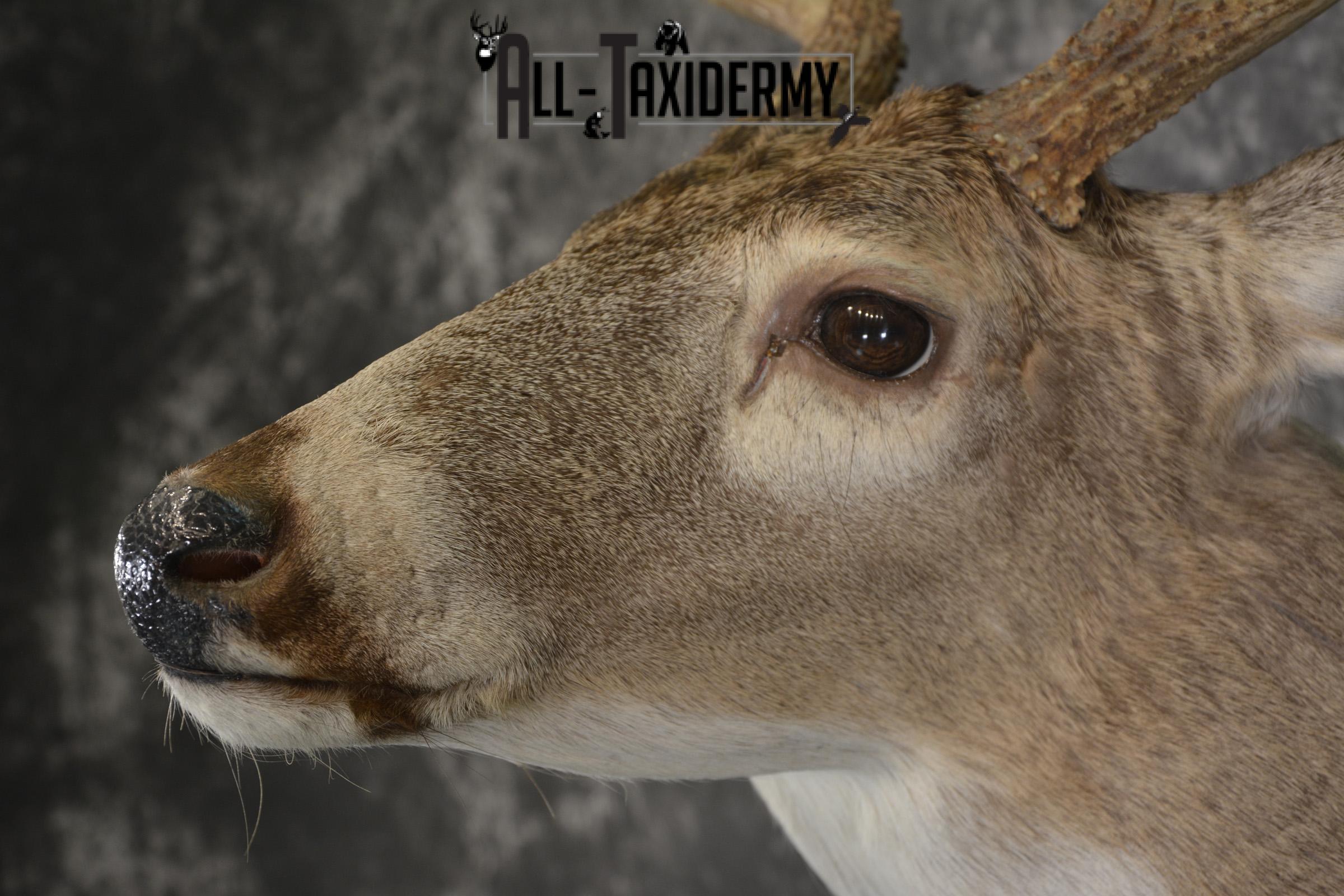 Whitetail deer taxidermy shoulder mount for sale SKU 1941 - Image 3