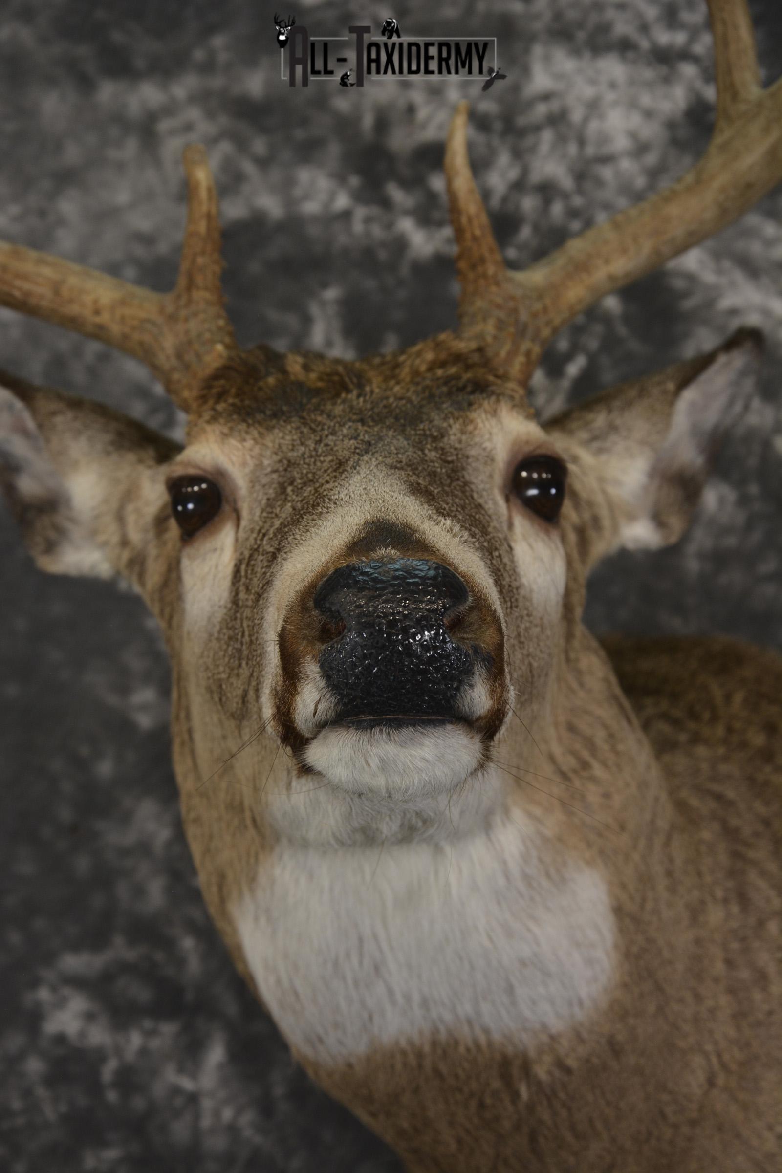 Whitetail deer taxidermy shoulder mount for sale SKU 1941 - Image 2