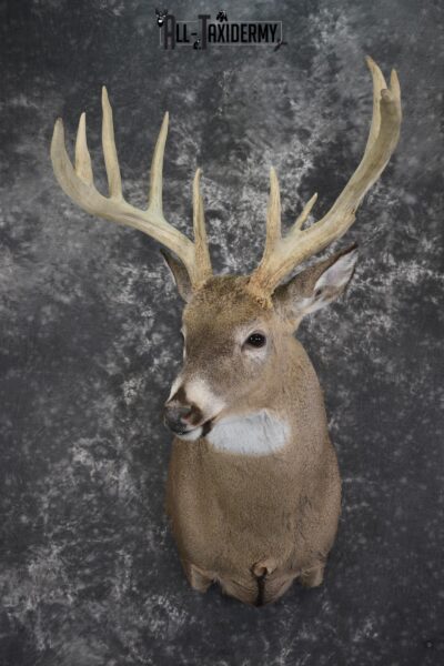 Wild Whitetail deer taxidermy shoulder mount for sale SKU 1982