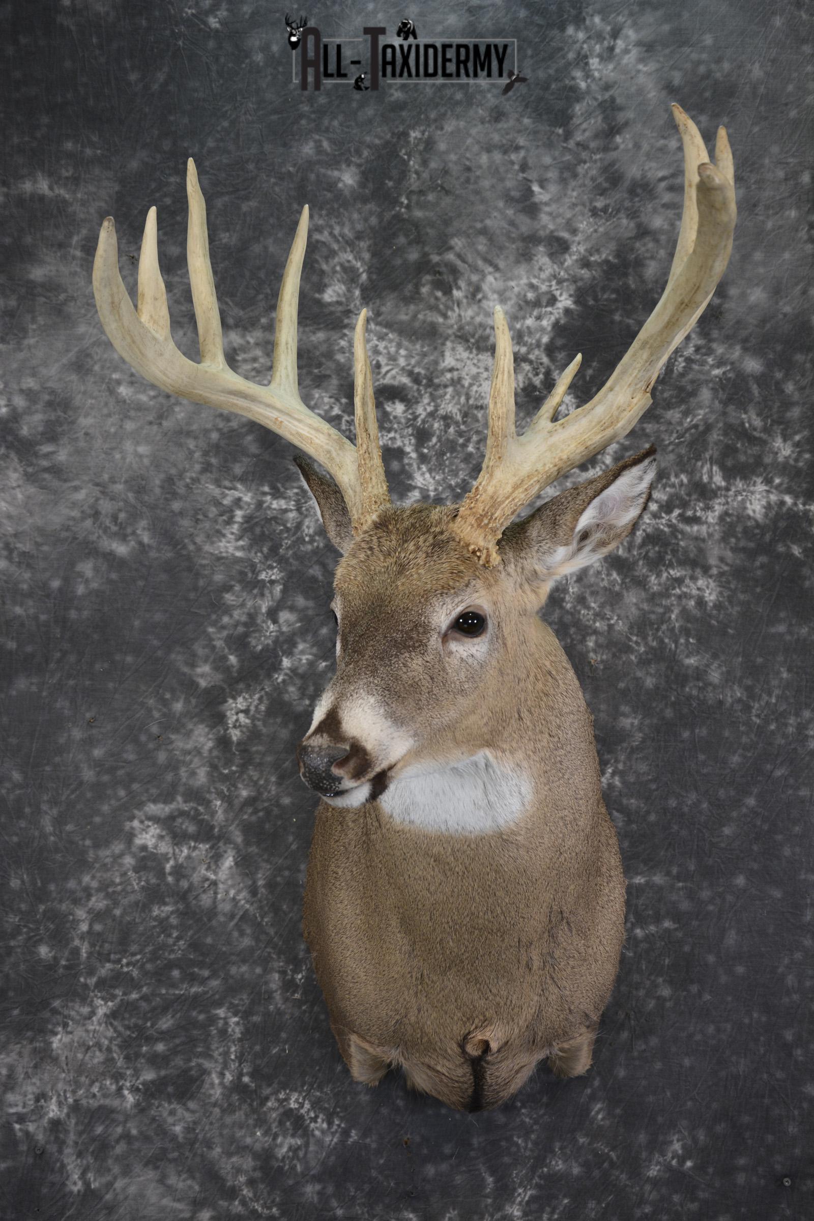 Wild Whitetail deer taxidermy shoulder mount for sale SKU 1982