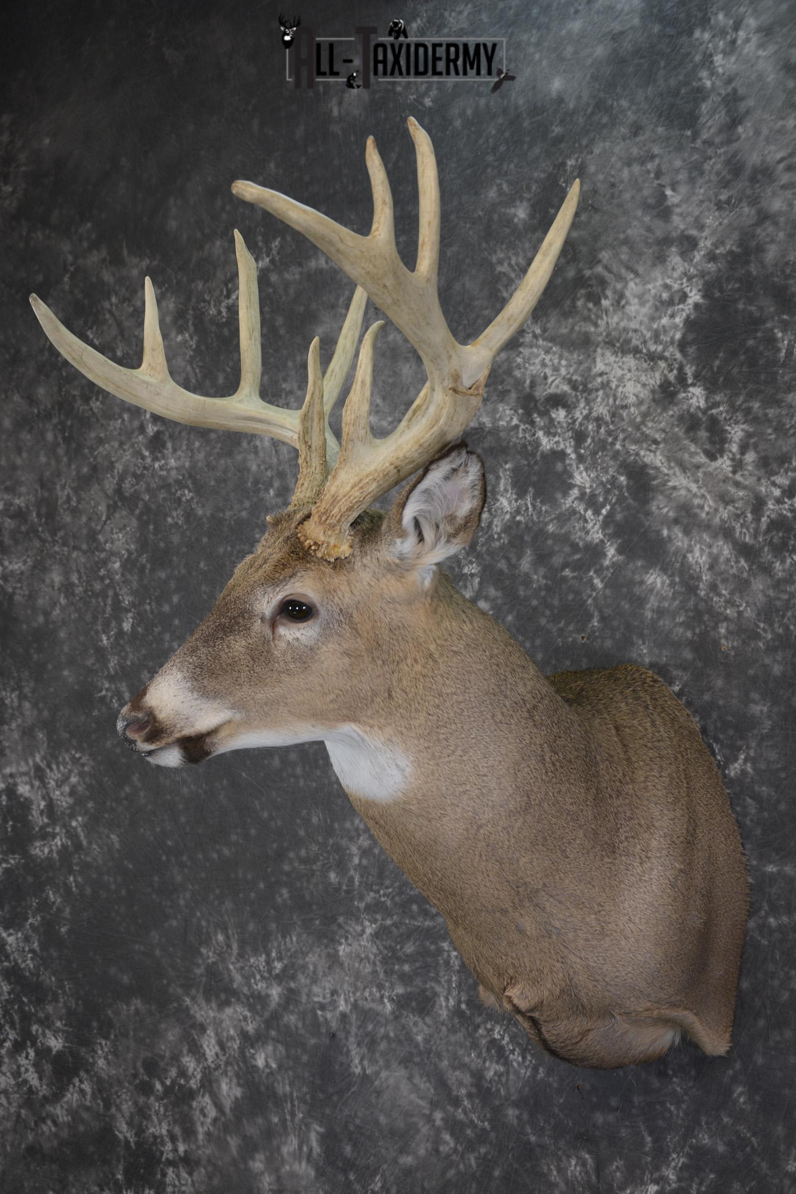 Wild Whitetail deer taxidermy shoulder mount for sale SKU 1982 - Image 8