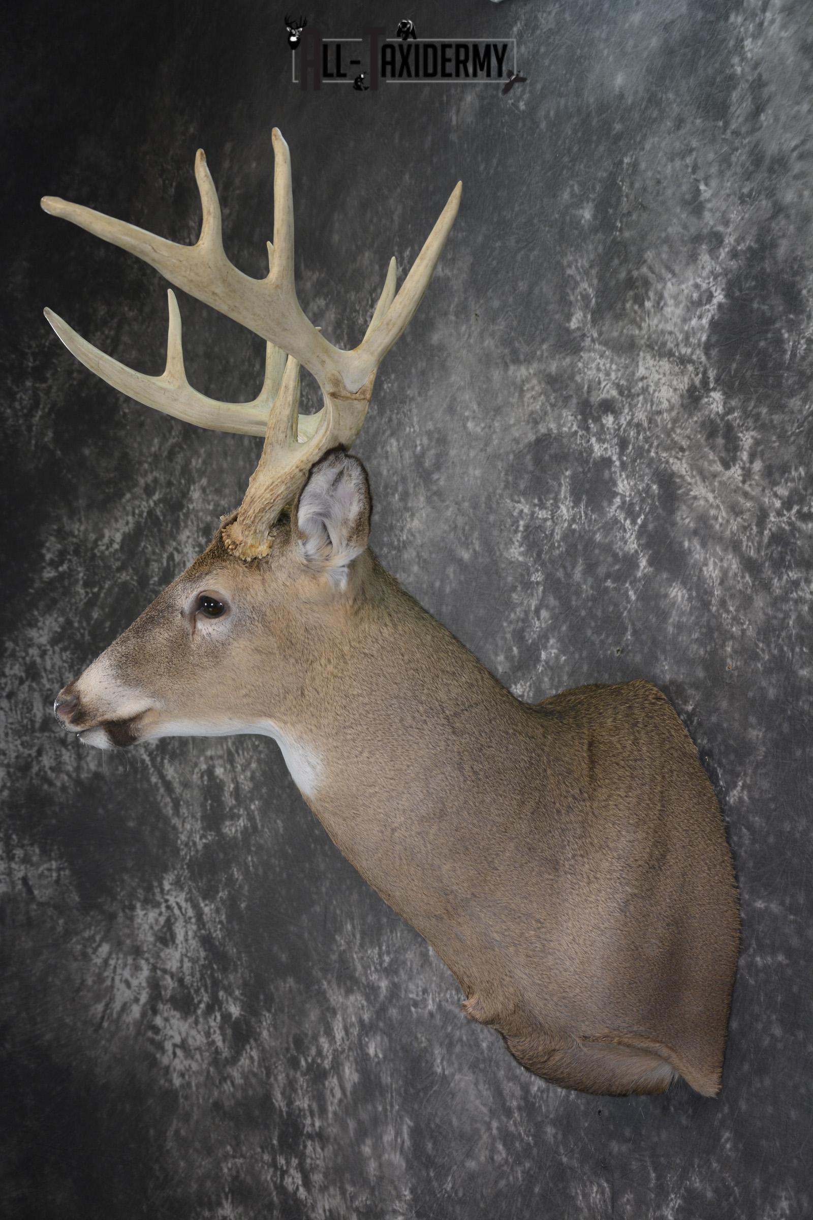 Wild Whitetail deer taxidermy shoulder mount for sale SKU 1982 - Image 7