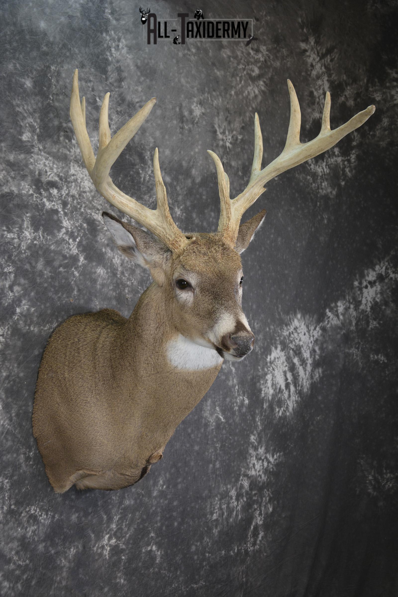 Wild Whitetail deer taxidermy shoulder mount for sale SKU 1982 - Image 6