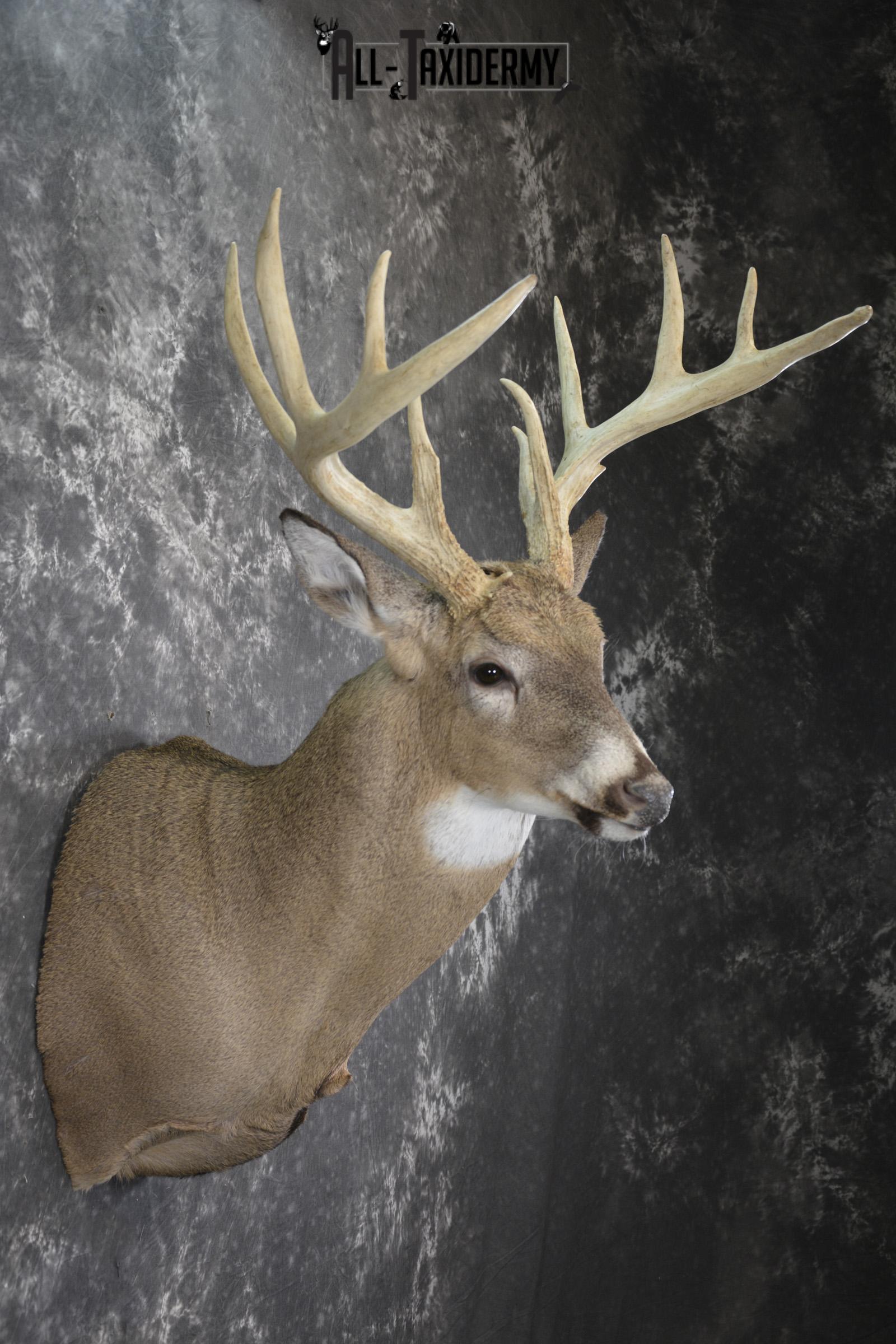 Wild Whitetail deer taxidermy shoulder mount for sale SKU 1982 - Image 5