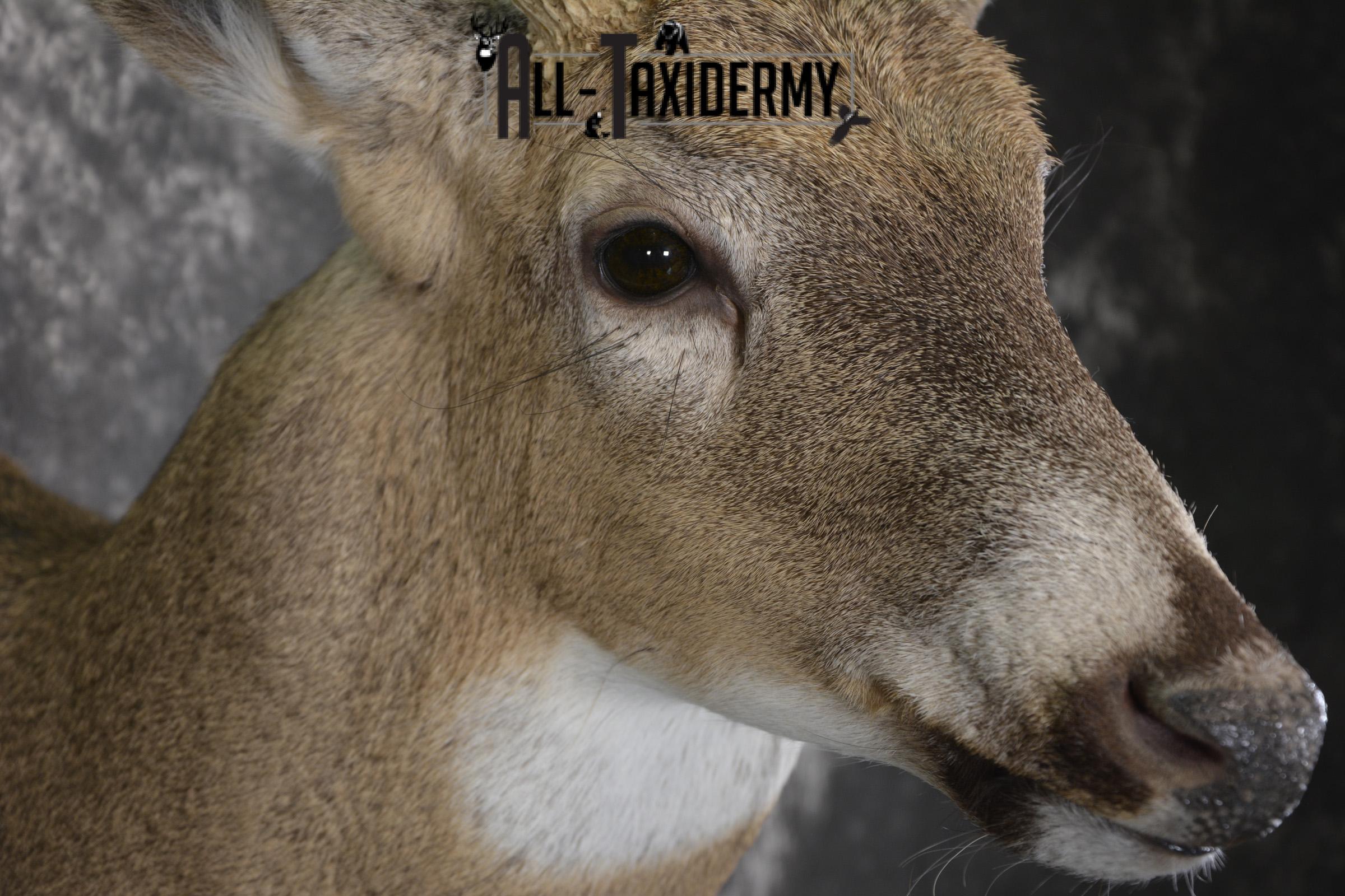 Wild Whitetail deer taxidermy shoulder mount for sale SKU 1982 - Image 4