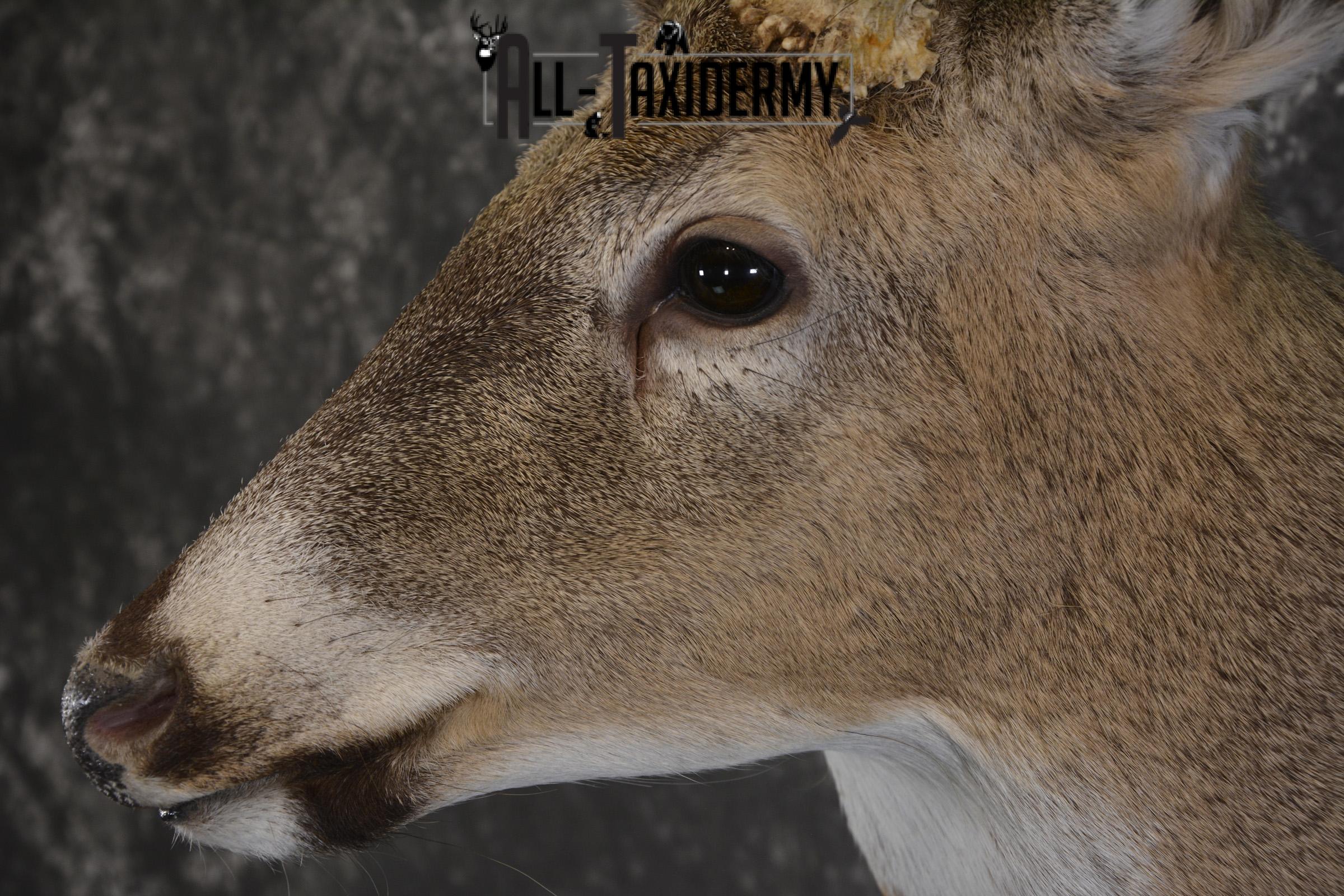 Wild Whitetail deer taxidermy shoulder mount for sale SKU 1982 - Image 3