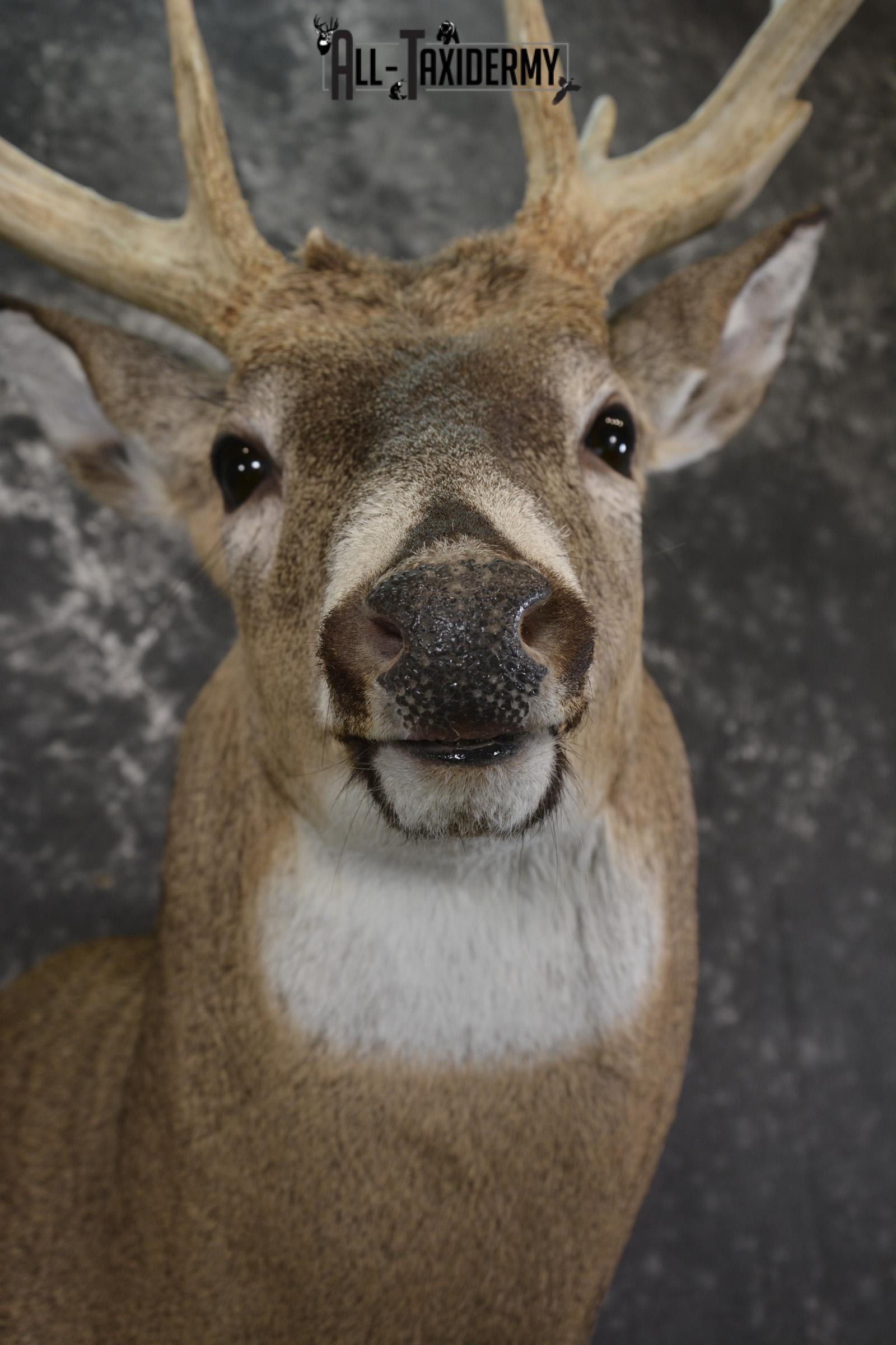 Wild Whitetail deer taxidermy shoulder mount for sale SKU 1982 - Image 2