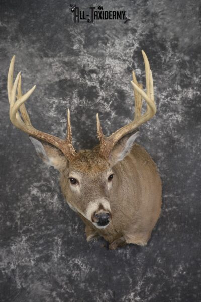 Whitetail deer taxidermy shoulder mount for sale SKU 1940
