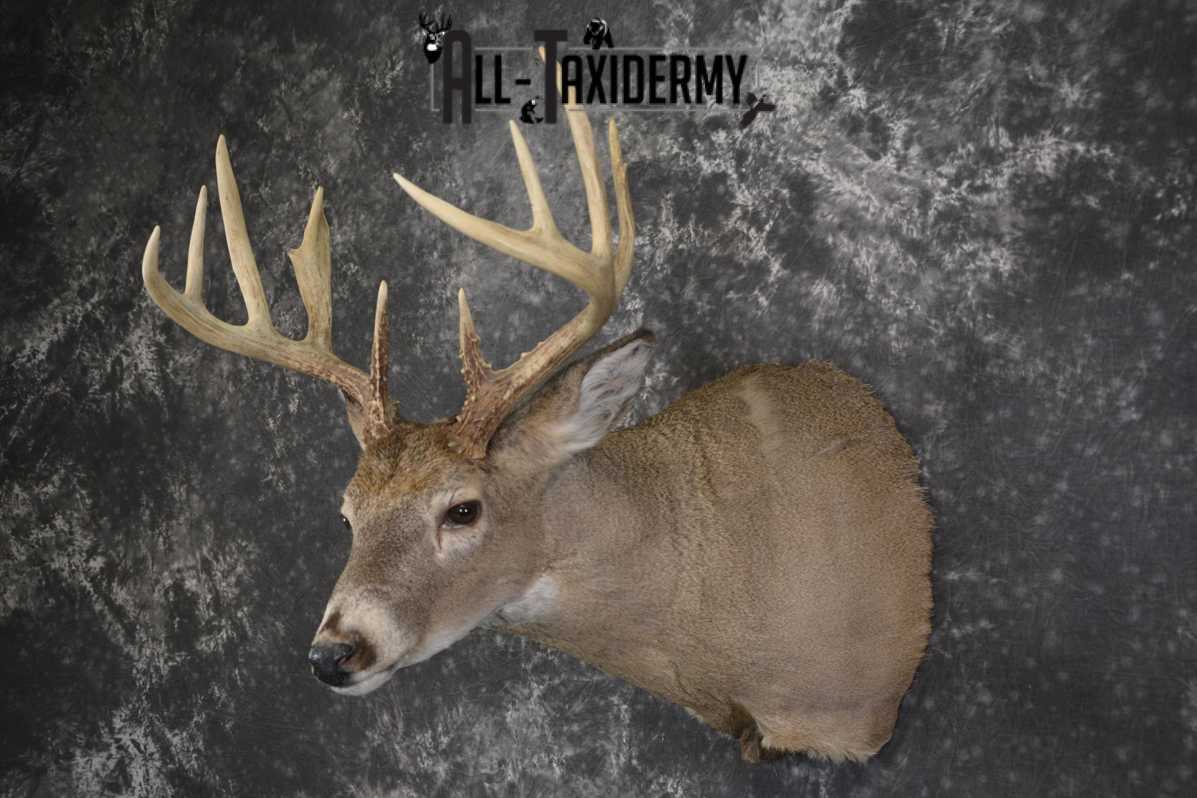 Whitetail deer taxidermy shoulder mount for sale SKU 1940 - Image 8
