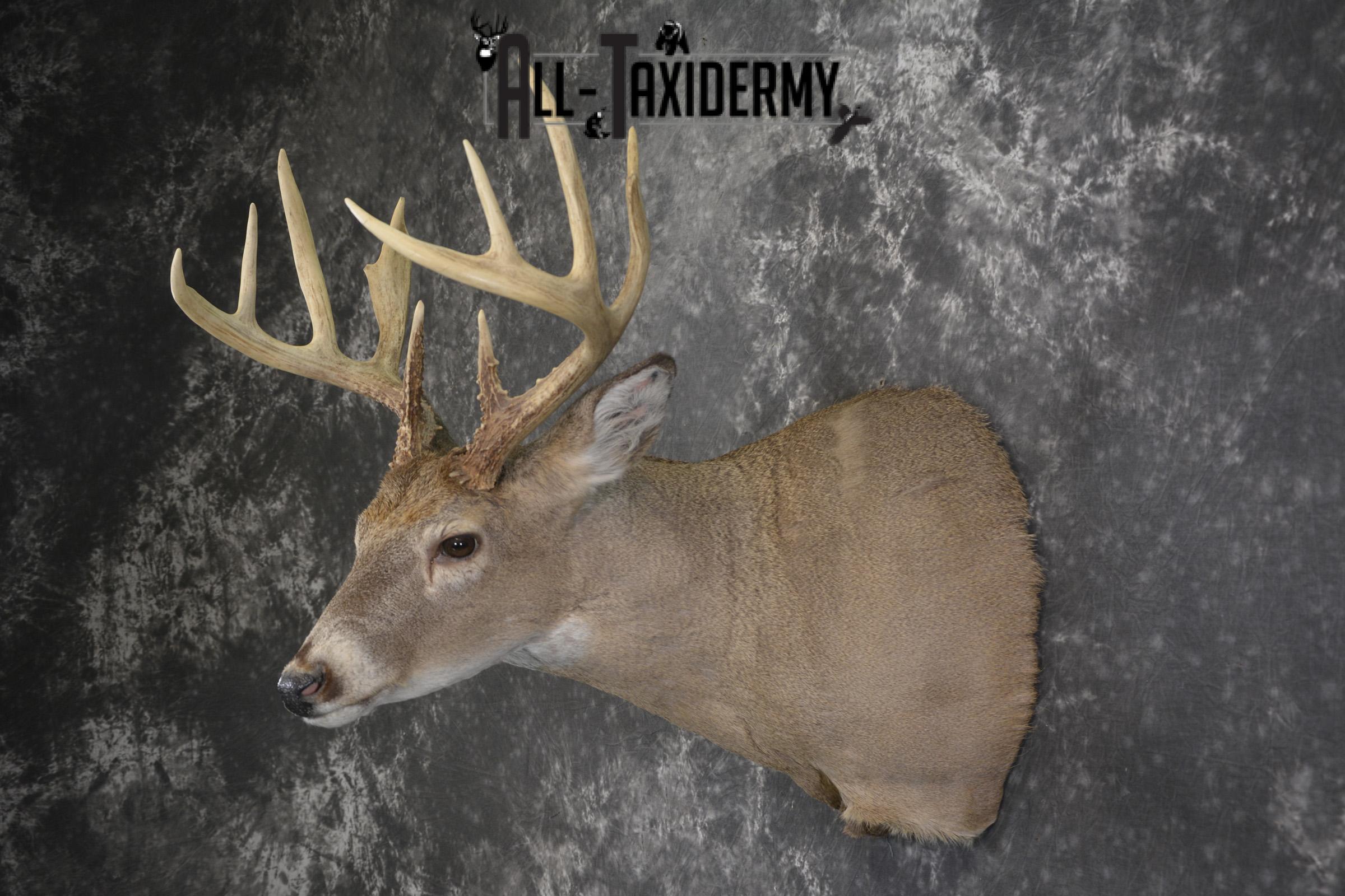 Whitetail deer taxidermy shoulder mount for sale SKU 1940 - Image 7