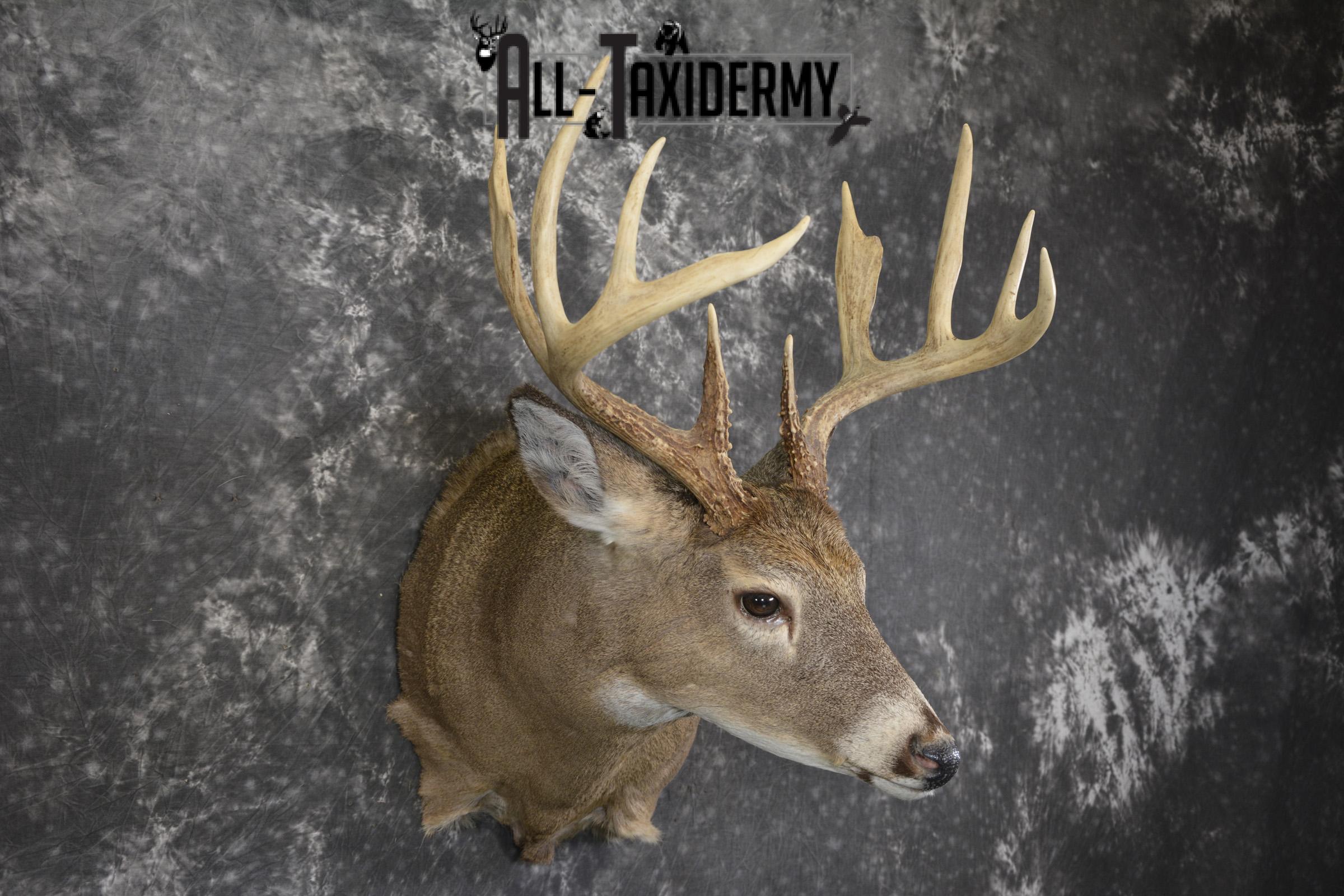 Whitetail deer taxidermy shoulder mount for sale SKU 1940 - Image 6