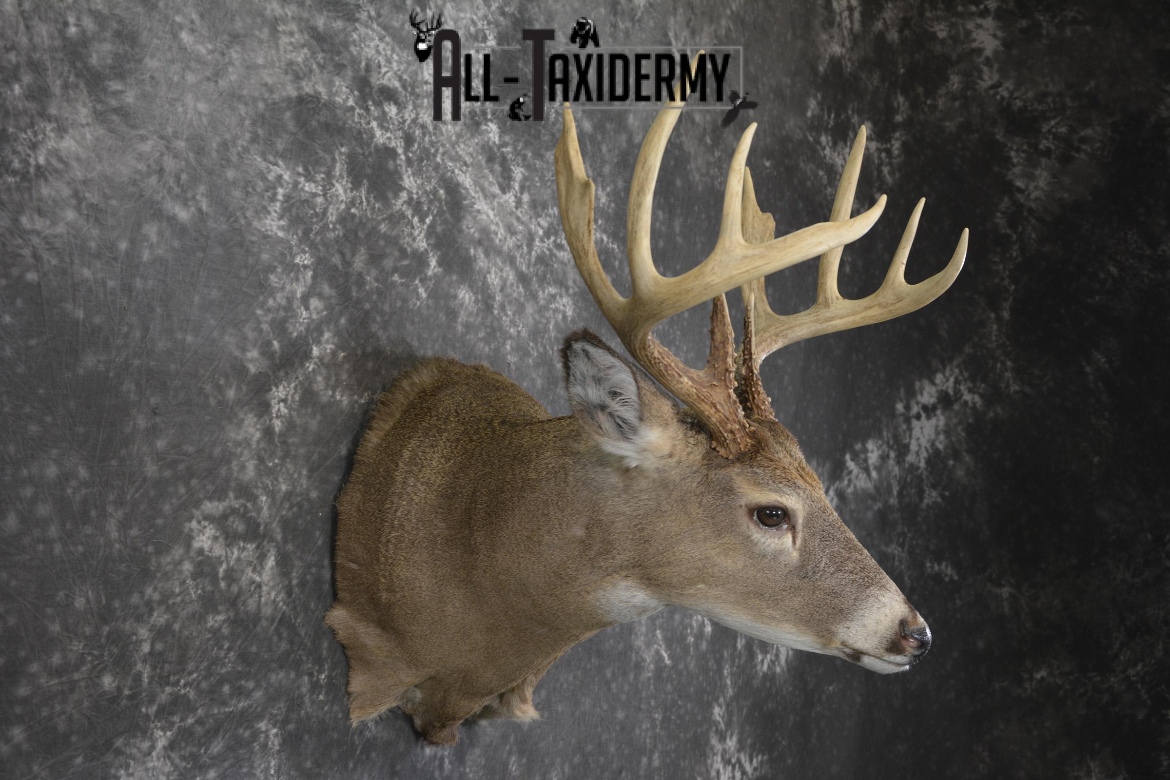 Whitetail deer taxidermy shoulder mount for sale SKU 1940 - Image 5