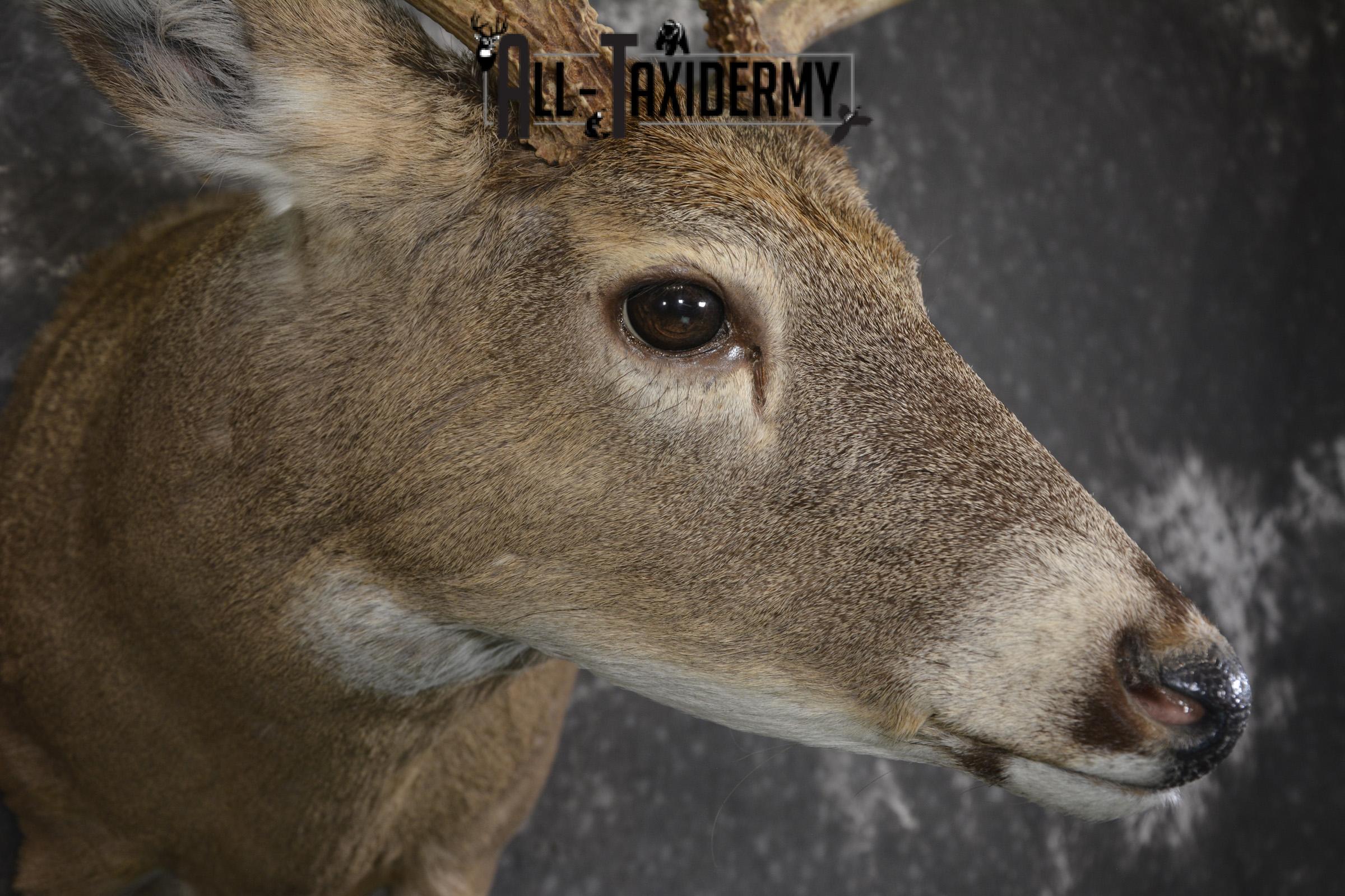 Whitetail deer taxidermy shoulder mount for sale SKU 1940 - Image 4