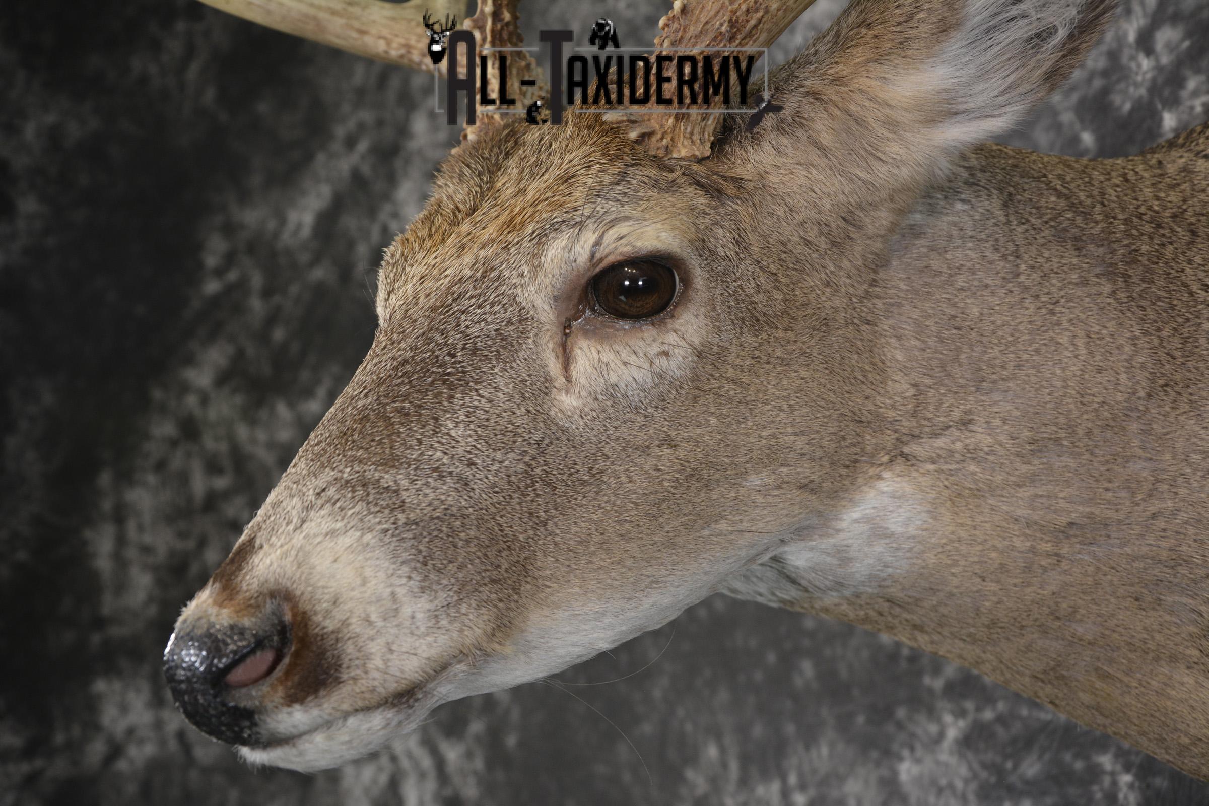 Whitetail deer taxidermy shoulder mount for sale SKU 1940 - Image 3