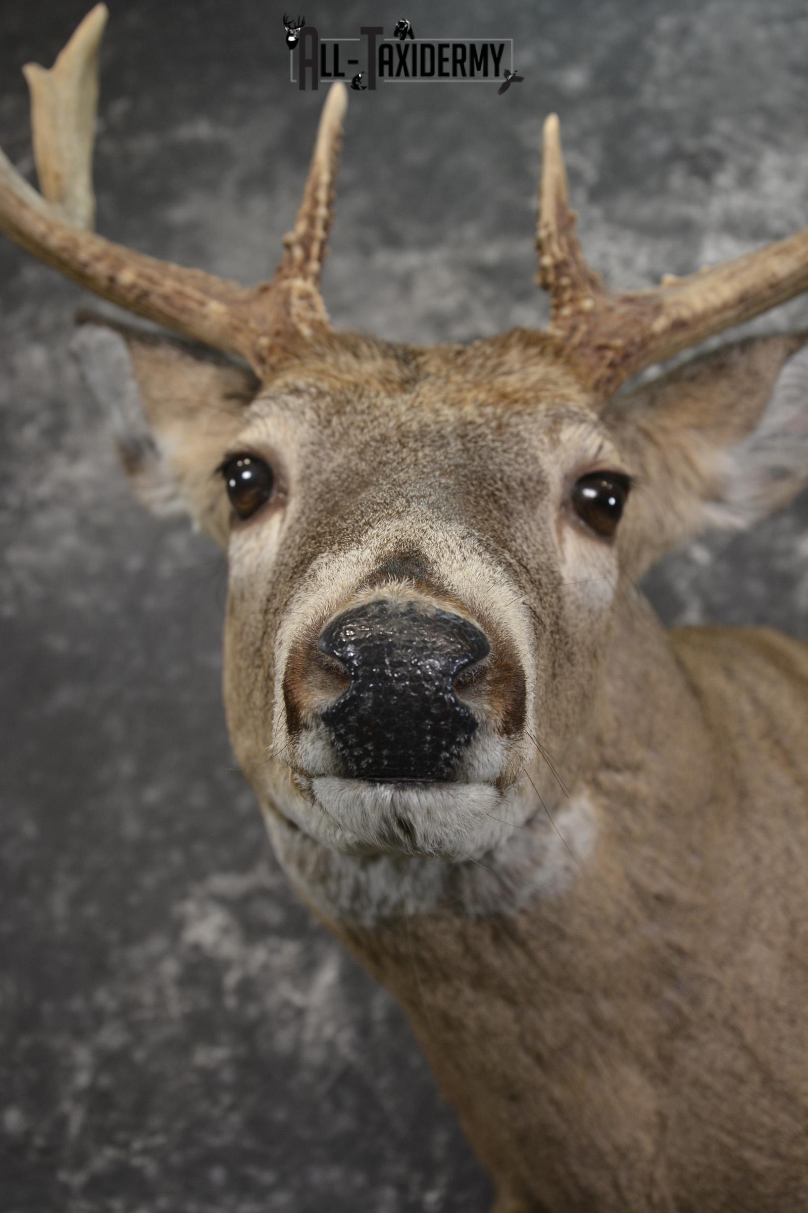 Whitetail deer taxidermy shoulder mount for sale SKU 1940 - Image 2