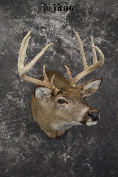 Whitetail deer taxidermy shoulder mount for sale SKU 1942