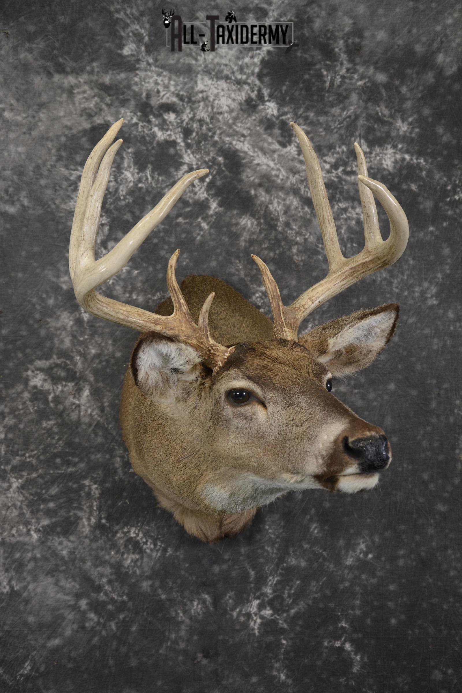 Whitetail deer taxidermy shoulder mount for sale SKU 1942