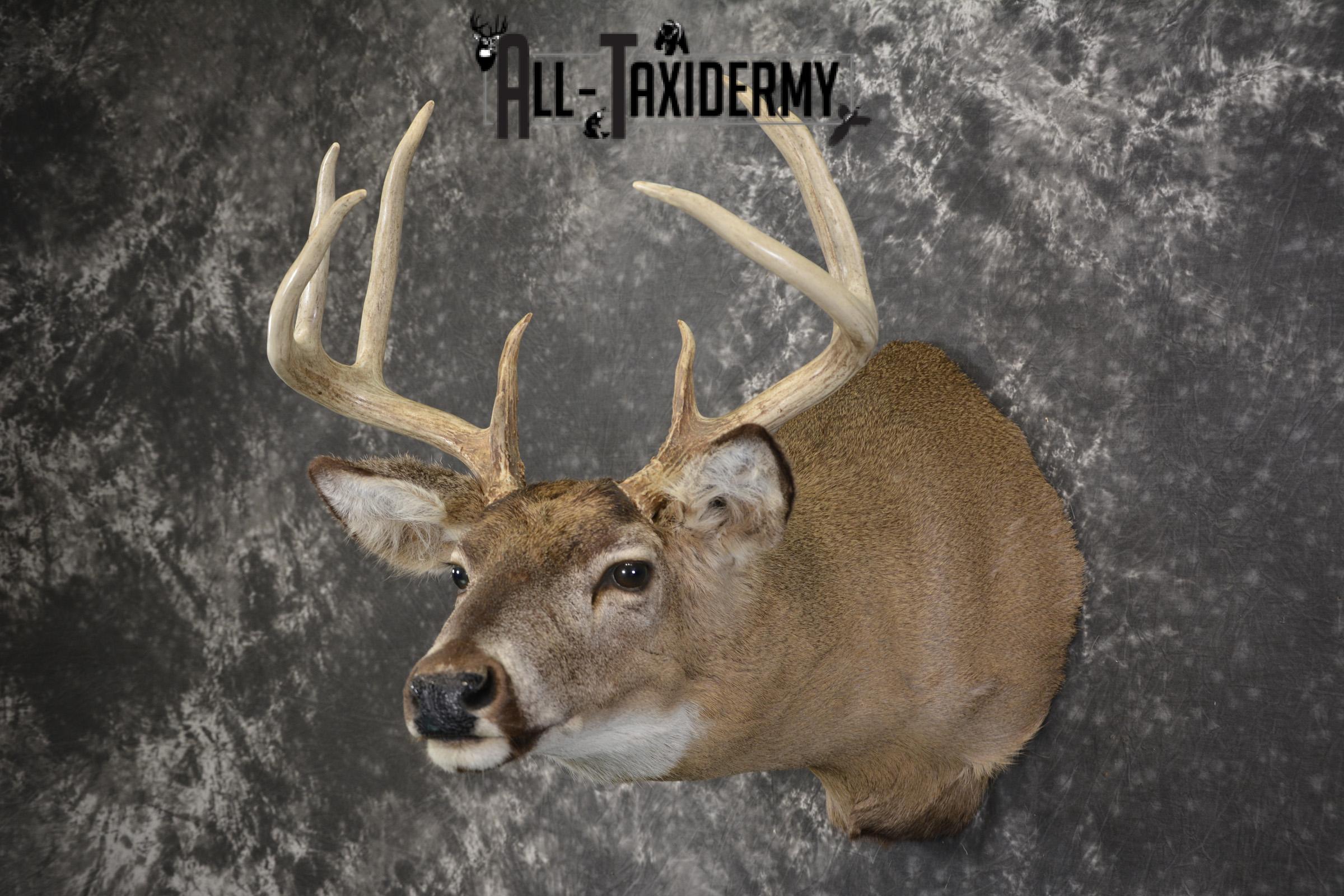 Whitetail deer taxidermy shoulder mount for sale SKU 1942 - Image 7