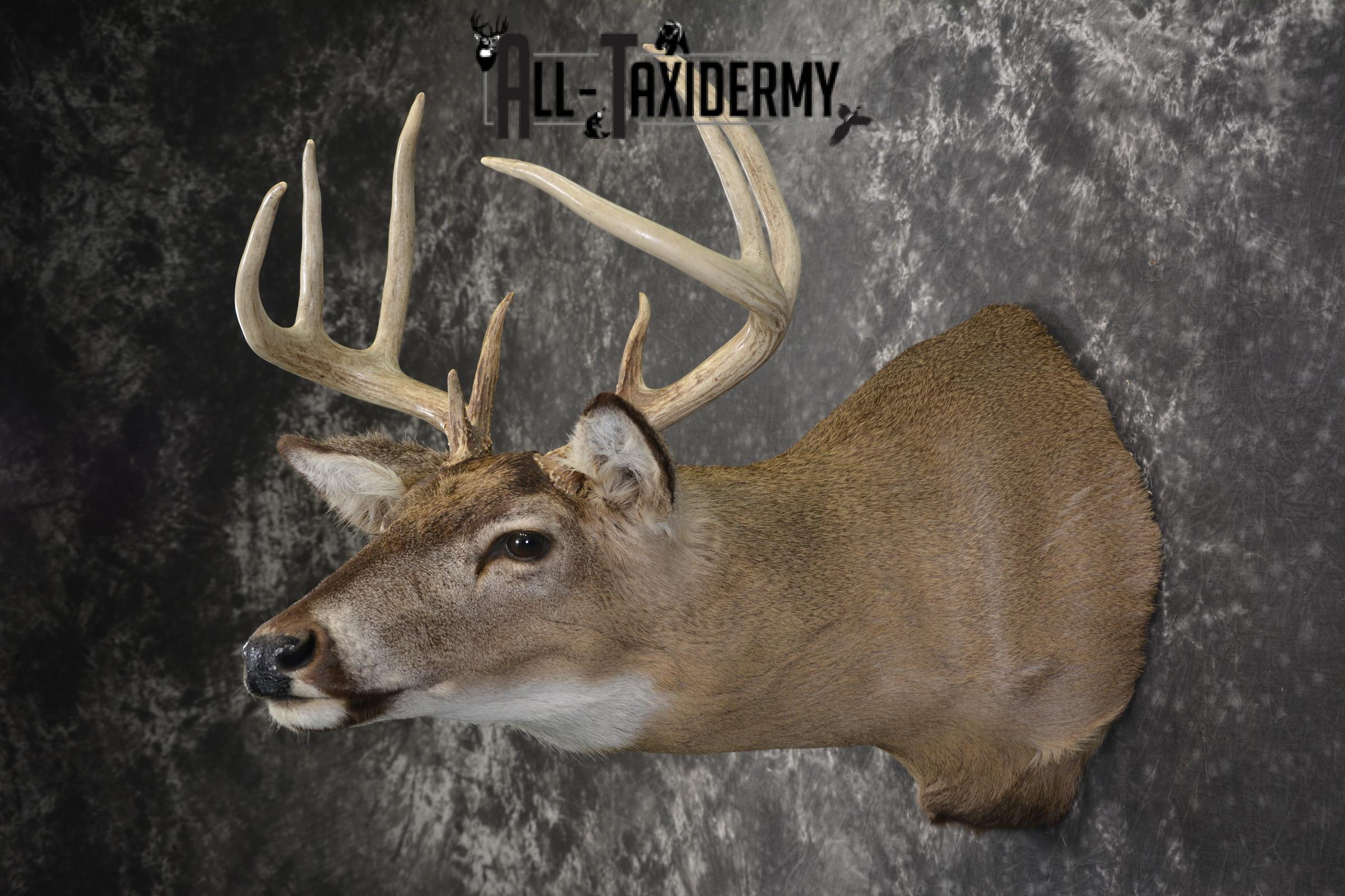 Whitetail deer taxidermy shoulder mount for sale SKU 1942 - Image 6