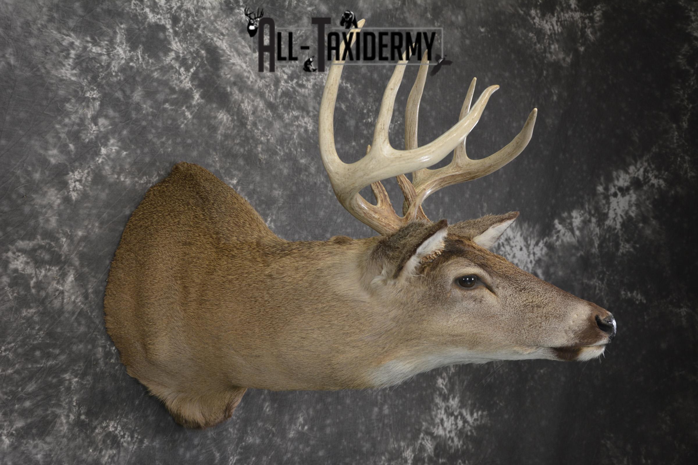 Whitetail deer taxidermy shoulder mount for sale SKU 1942 - Image 5