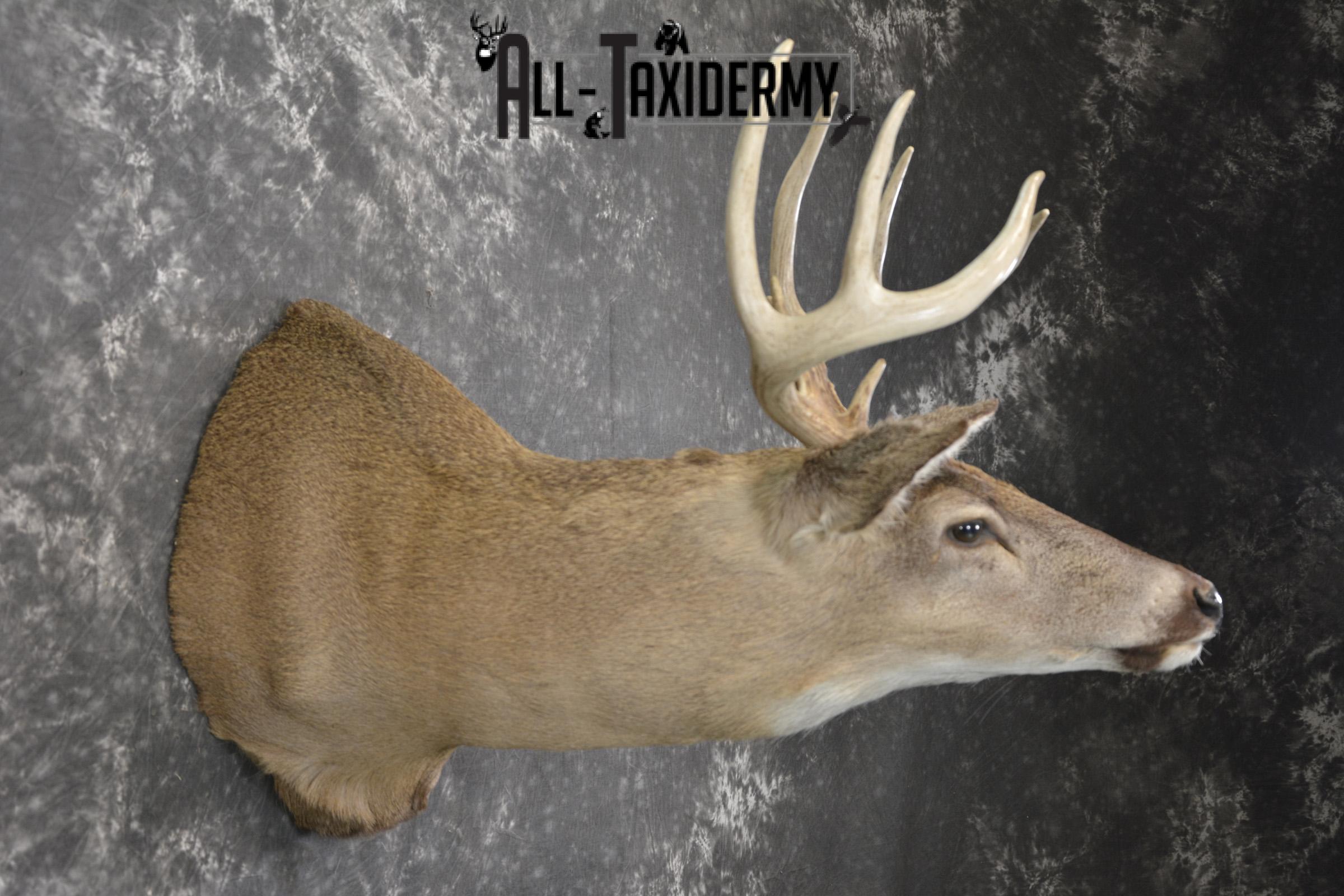 Whitetail deer taxidermy shoulder mount for sale SKU 1942 - Image 4