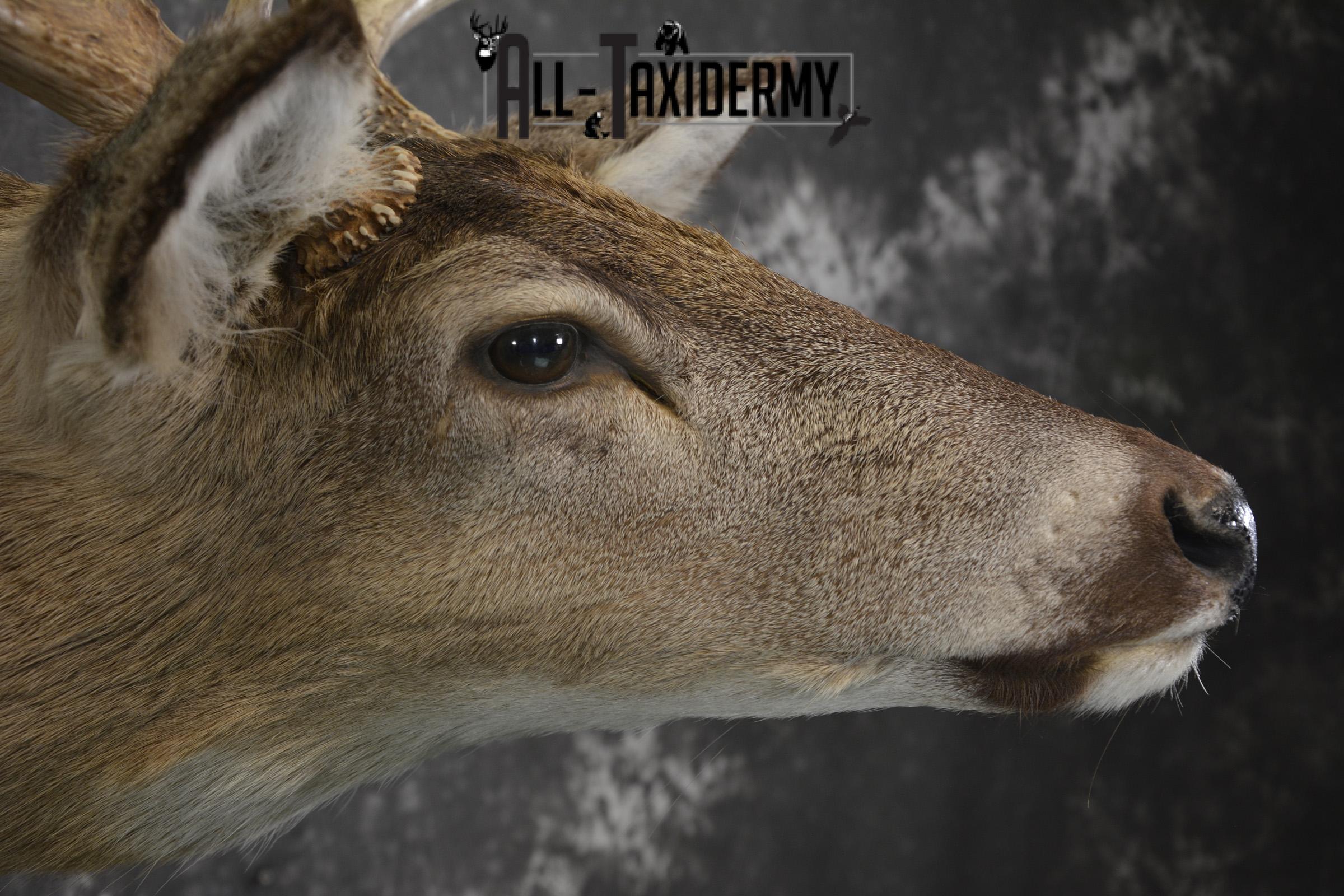 Whitetail deer taxidermy shoulder mount for sale SKU 1942 - Image 3