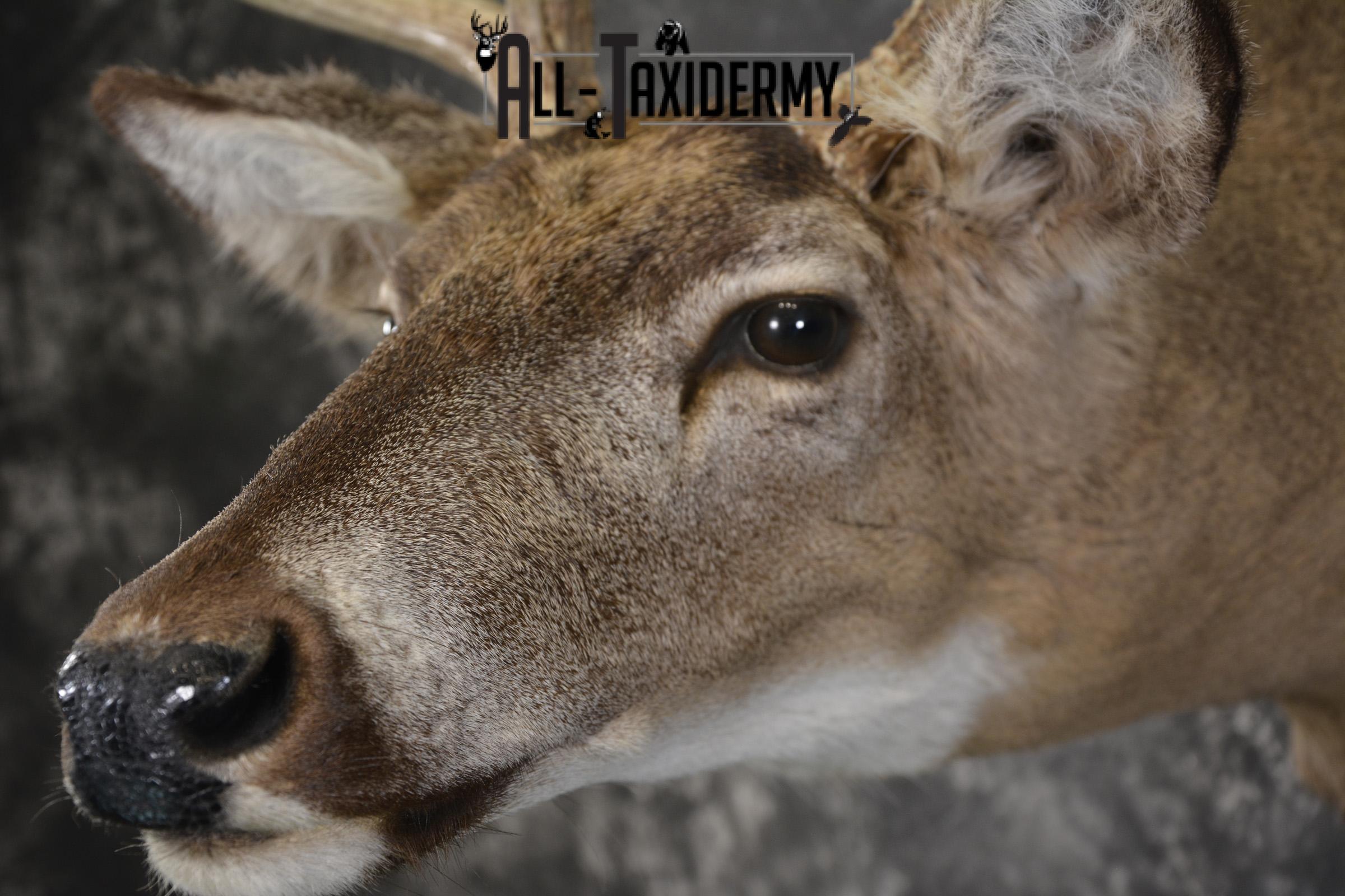 Whitetail deer taxidermy shoulder mount for sale SKU 1942 - Image 2