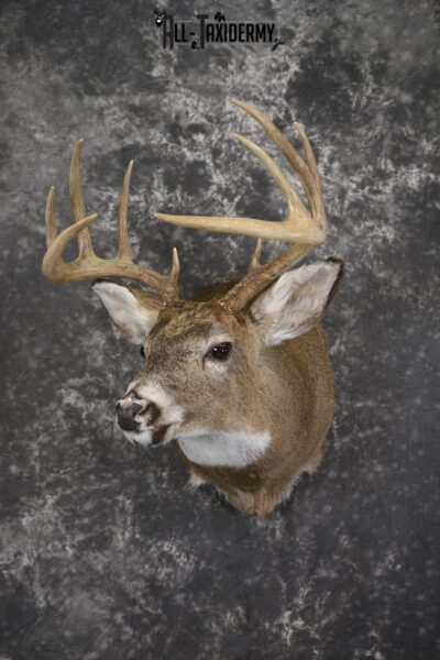 Whitetail deer taxidermy shoulder mount for sale SKU 1943