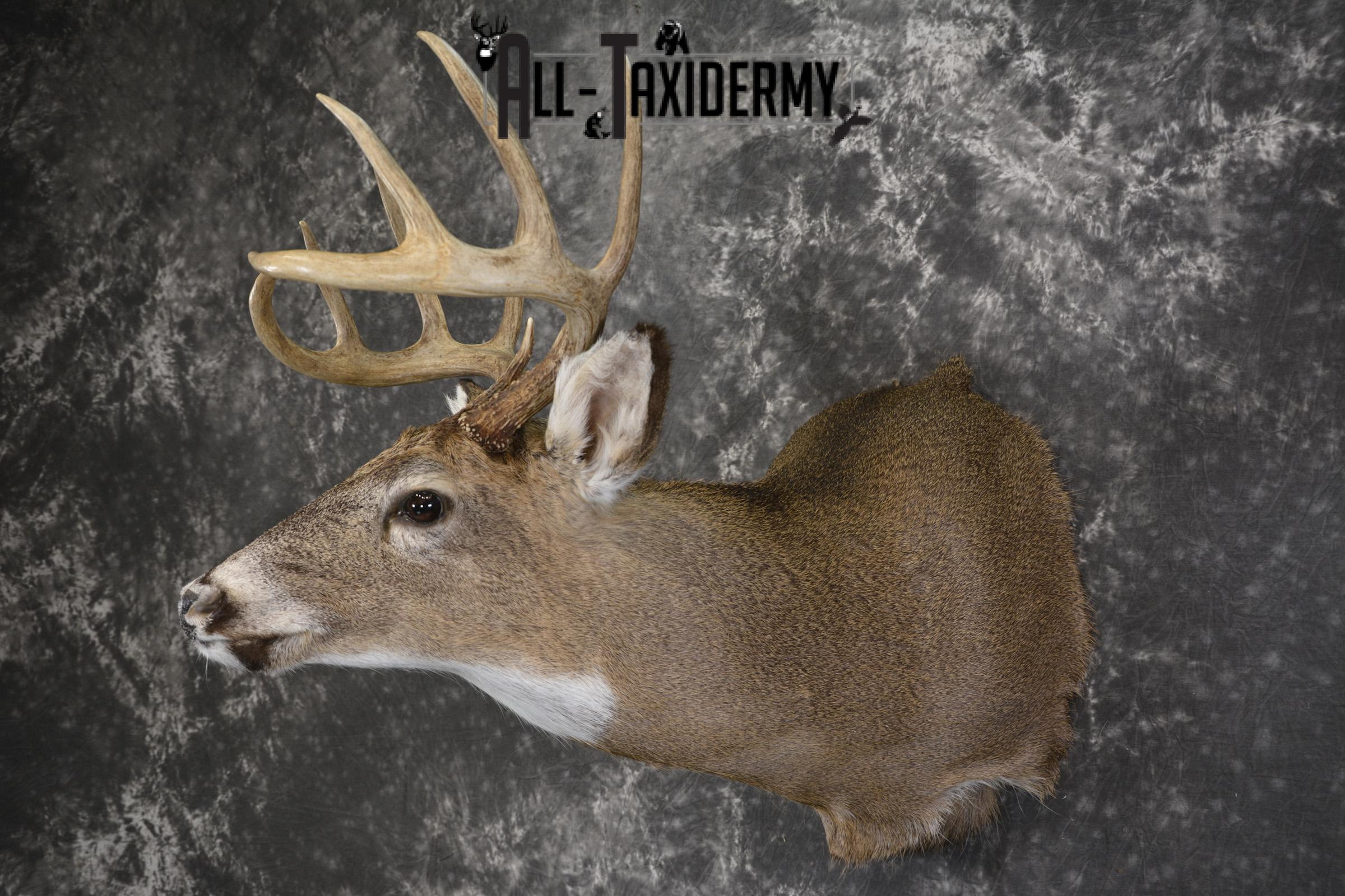 Whitetail deer taxidermy shoulder mount for sale SKU 1943 - Image 8