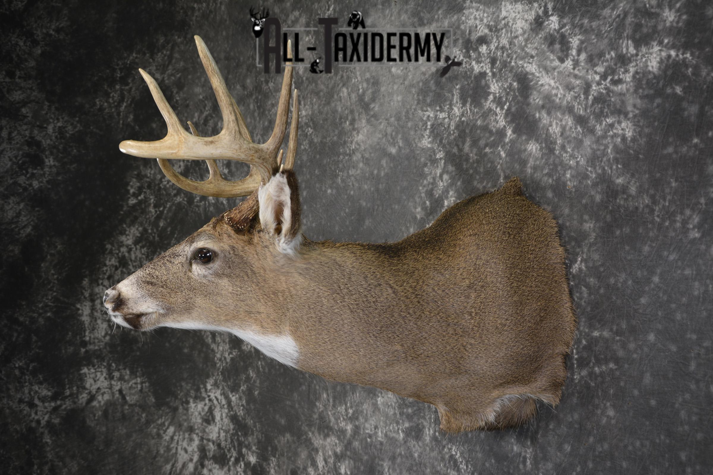 Whitetail deer taxidermy shoulder mount for sale SKU 1943 - Image 7