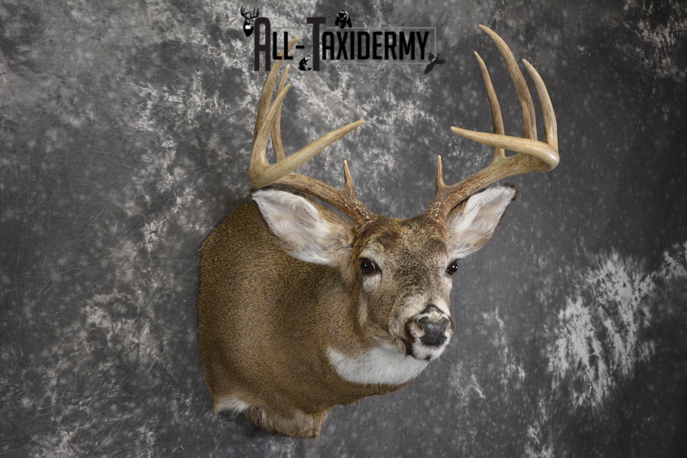 Whitetail deer taxidermy shoulder mount for sale SKU 1943 - Image 6