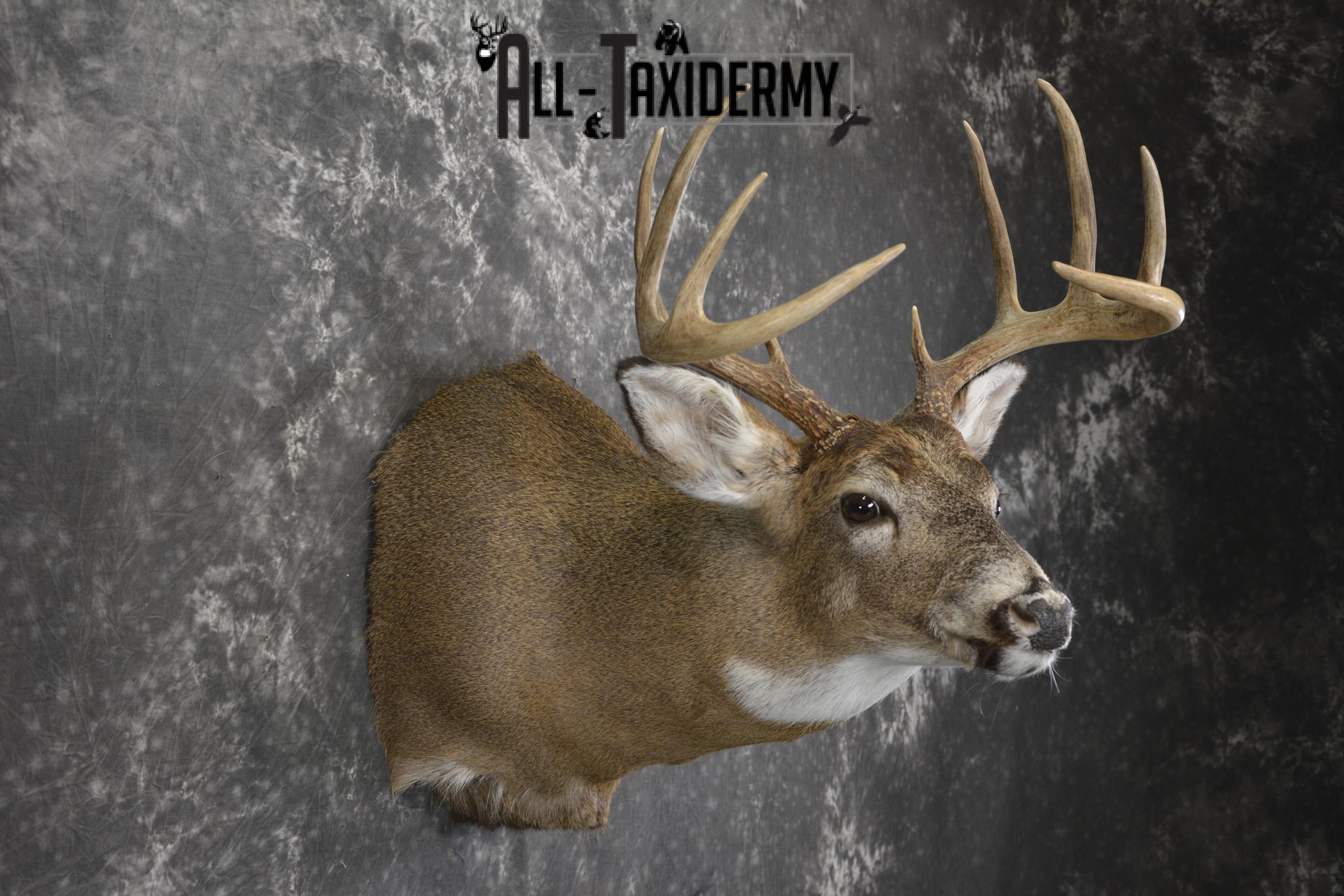 Whitetail deer taxidermy shoulder mount for sale SKU 1943 - Image 5