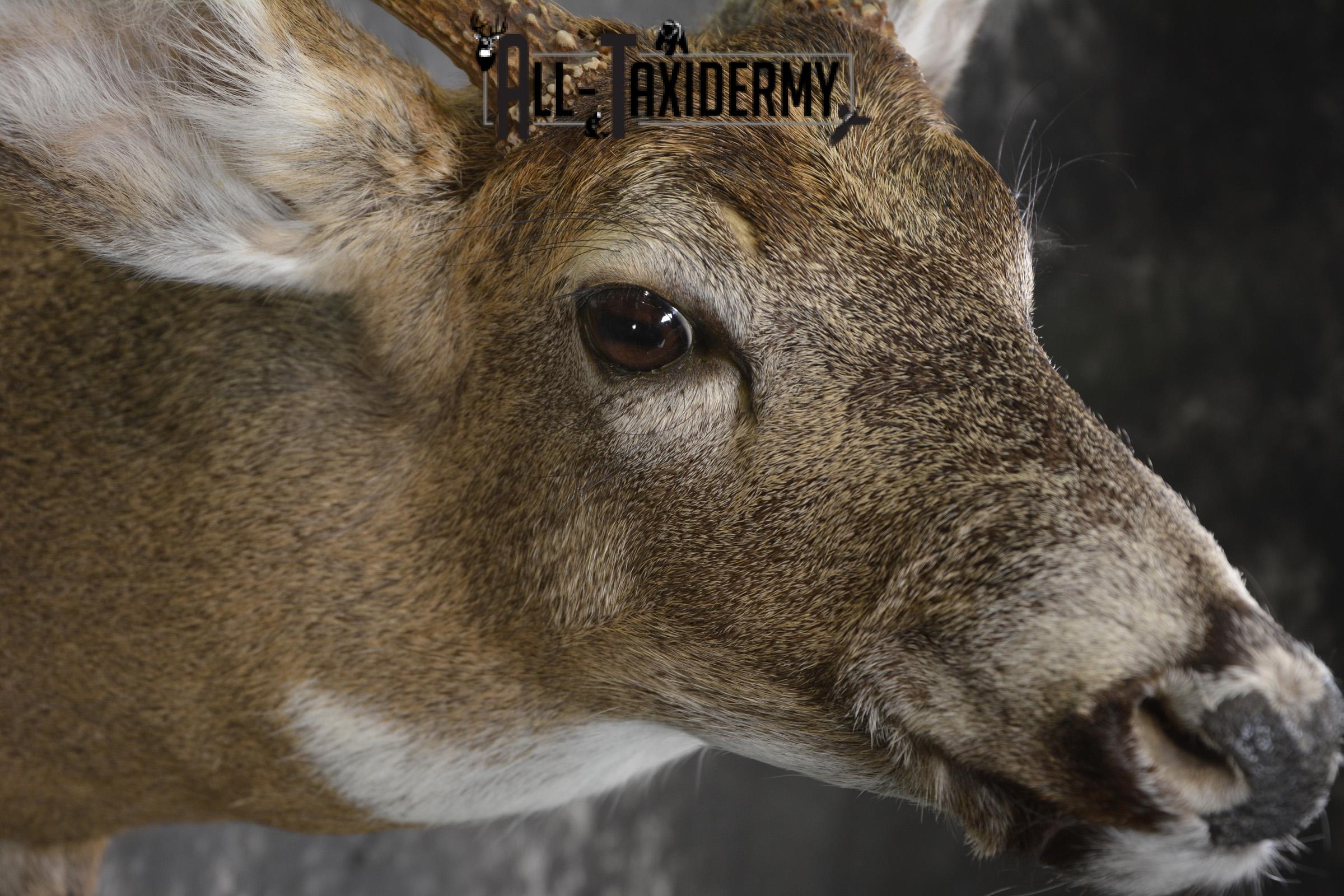 Whitetail deer taxidermy shoulder mount for sale SKU 1943 - Image 4