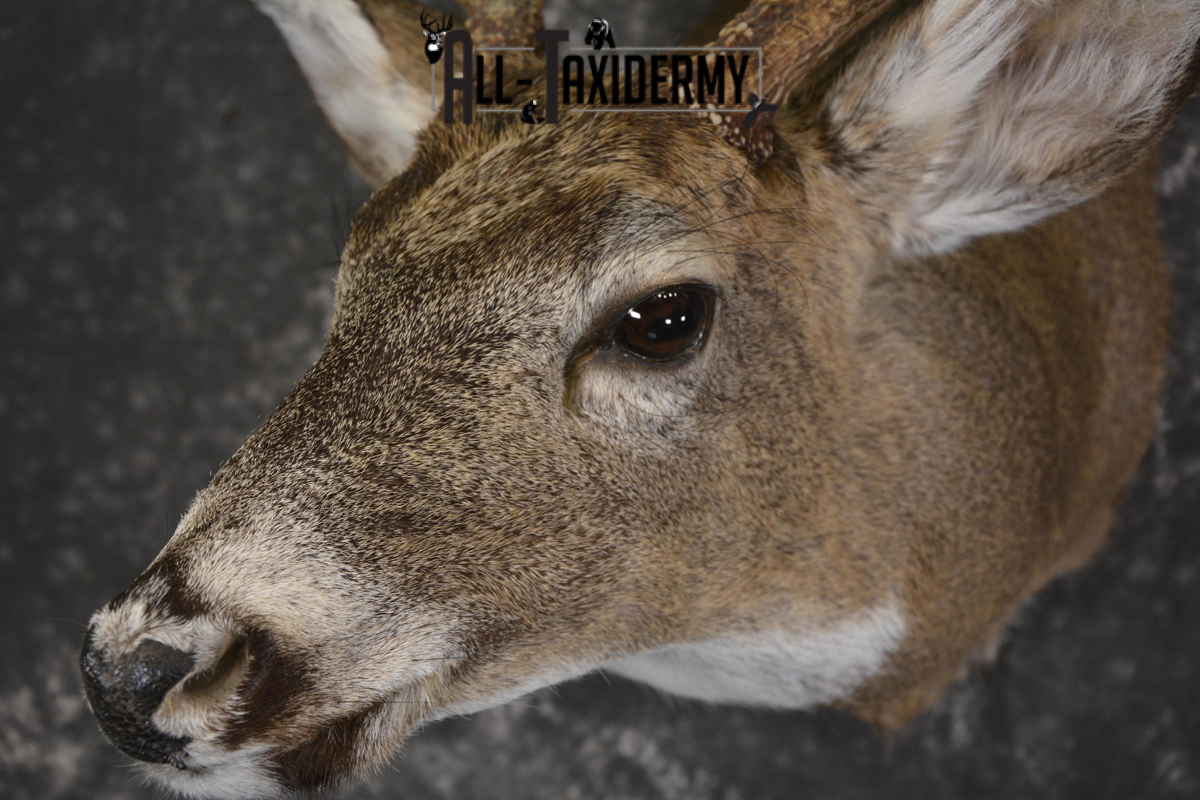 Whitetail deer taxidermy shoulder mount for sale SKU 1943 - Image 3